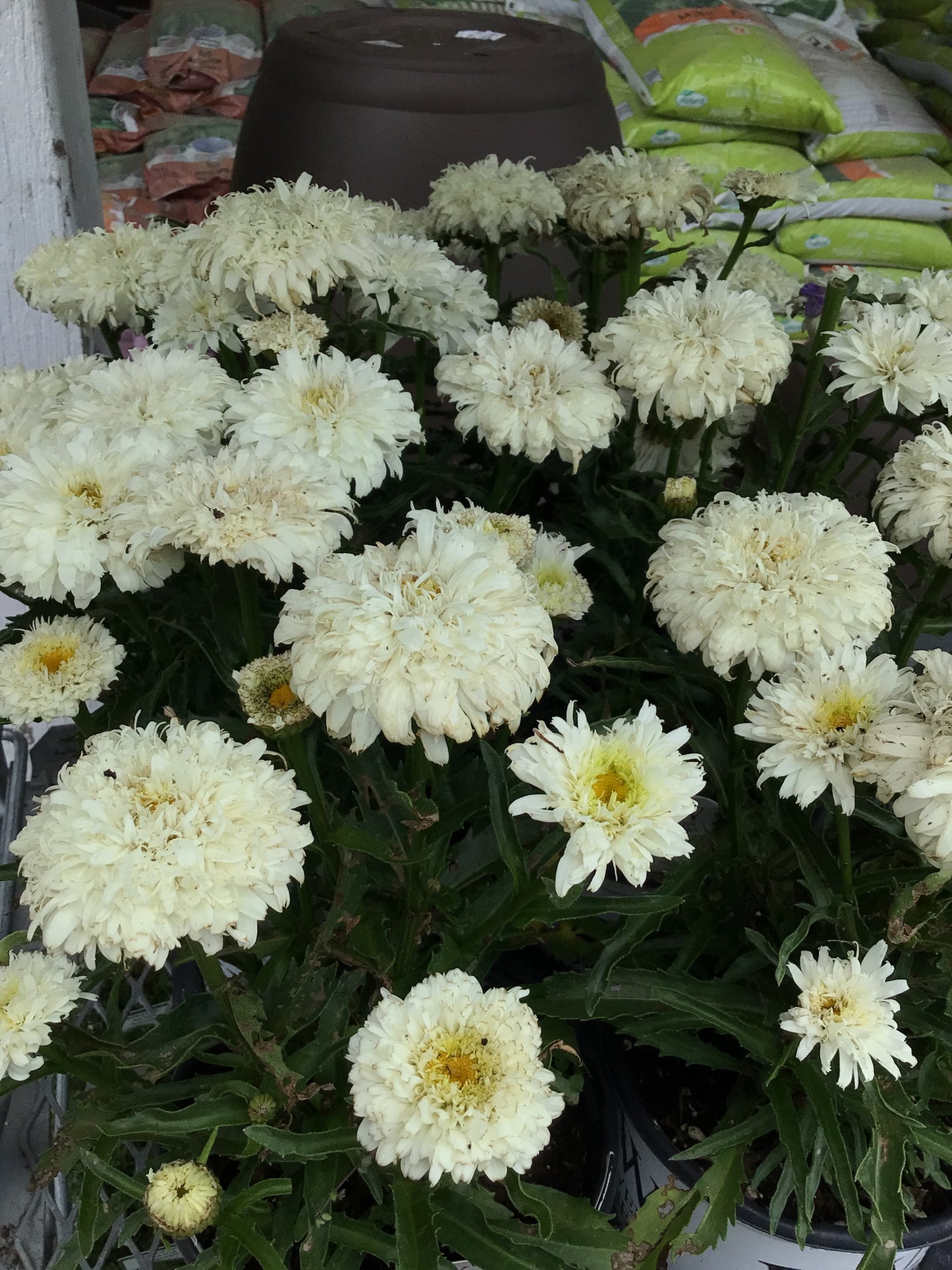 1 Gal Leucanthemum (Shasta Daisy)