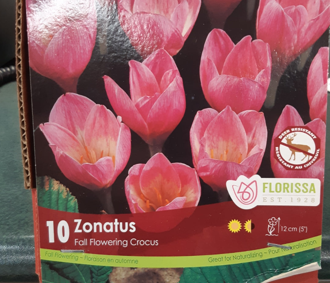 Fall Flowering Crocus Bulbs