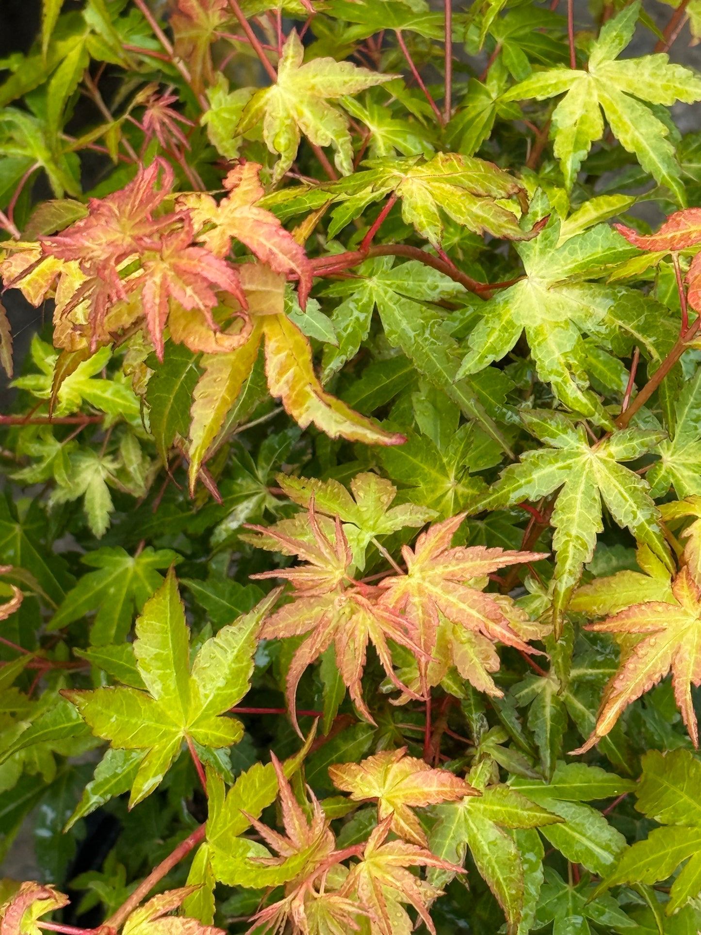 Katsura Japanese Maple