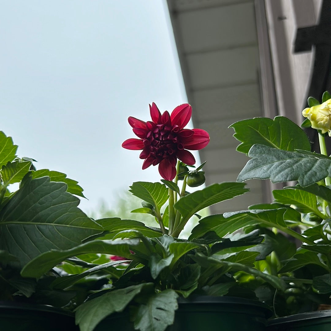 4" Dahlia