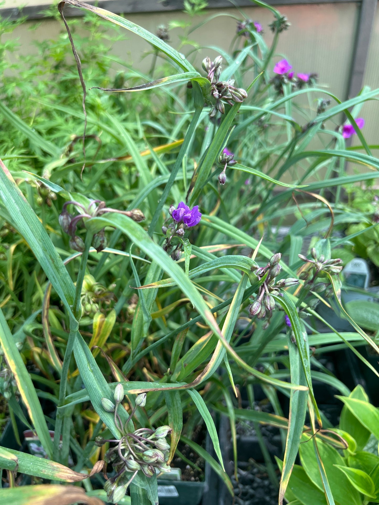1 Gal Tradescantia 'Spider Wort' Concord Grape