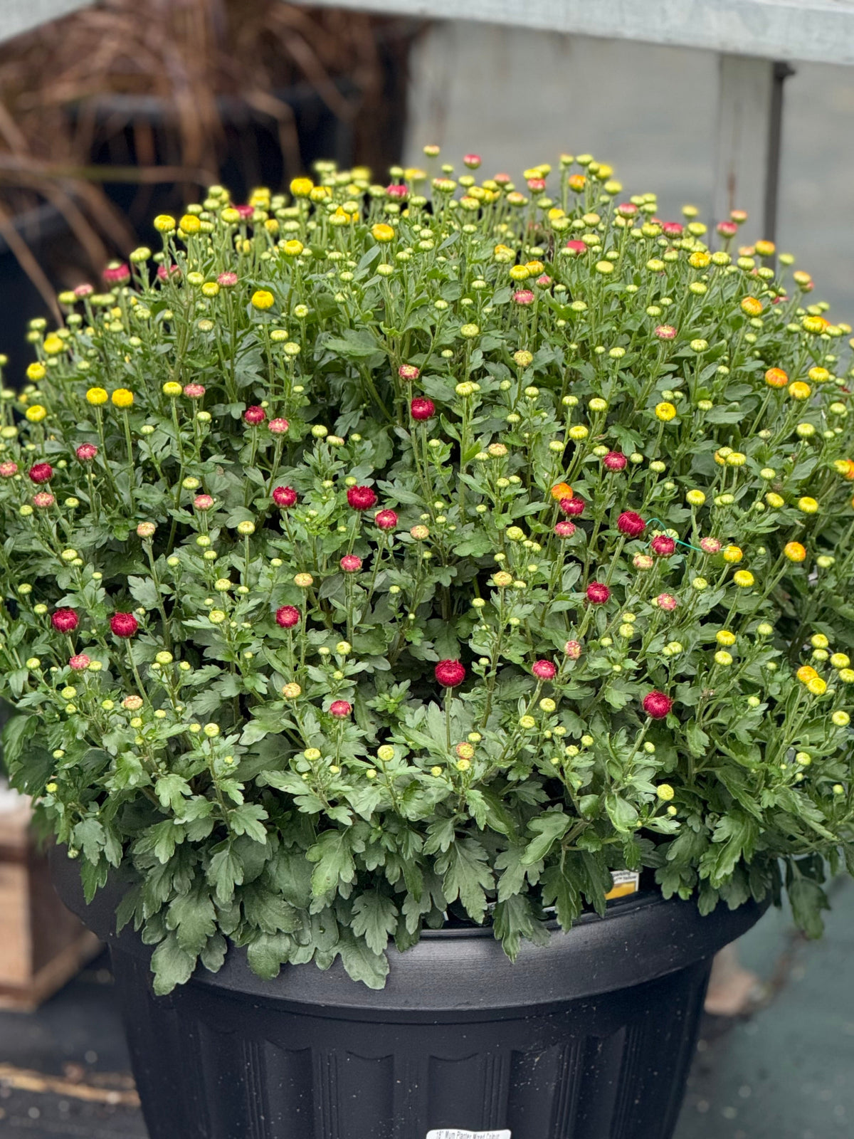 18" Mum Planter
