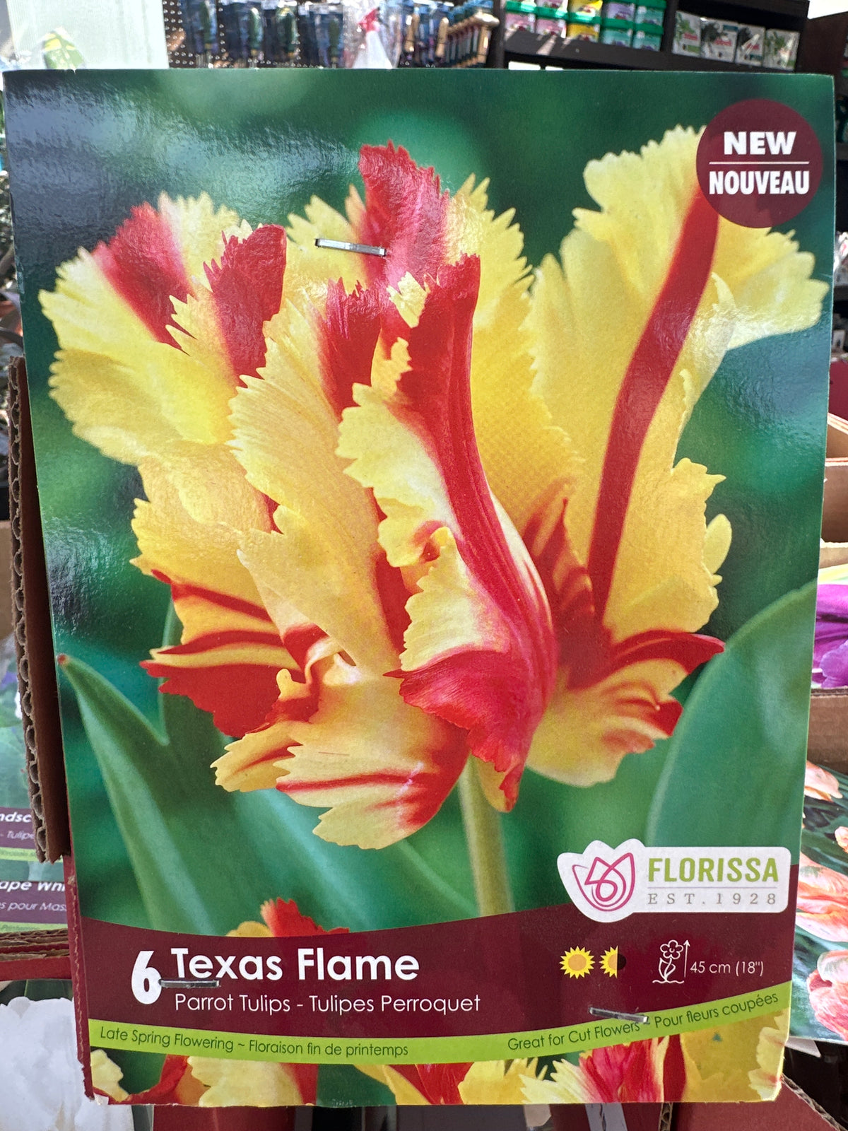 Tulip Bulbs