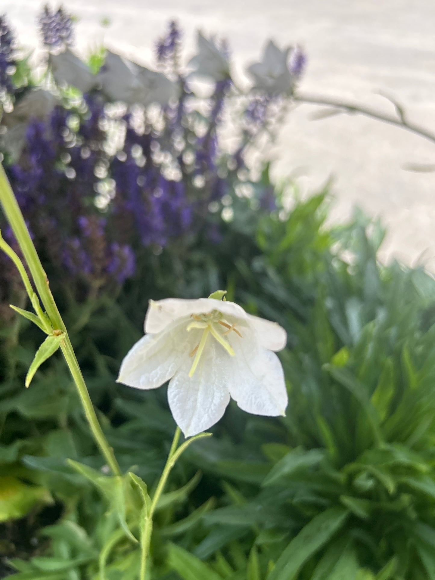 Peachleaf Bell Flower Takion White