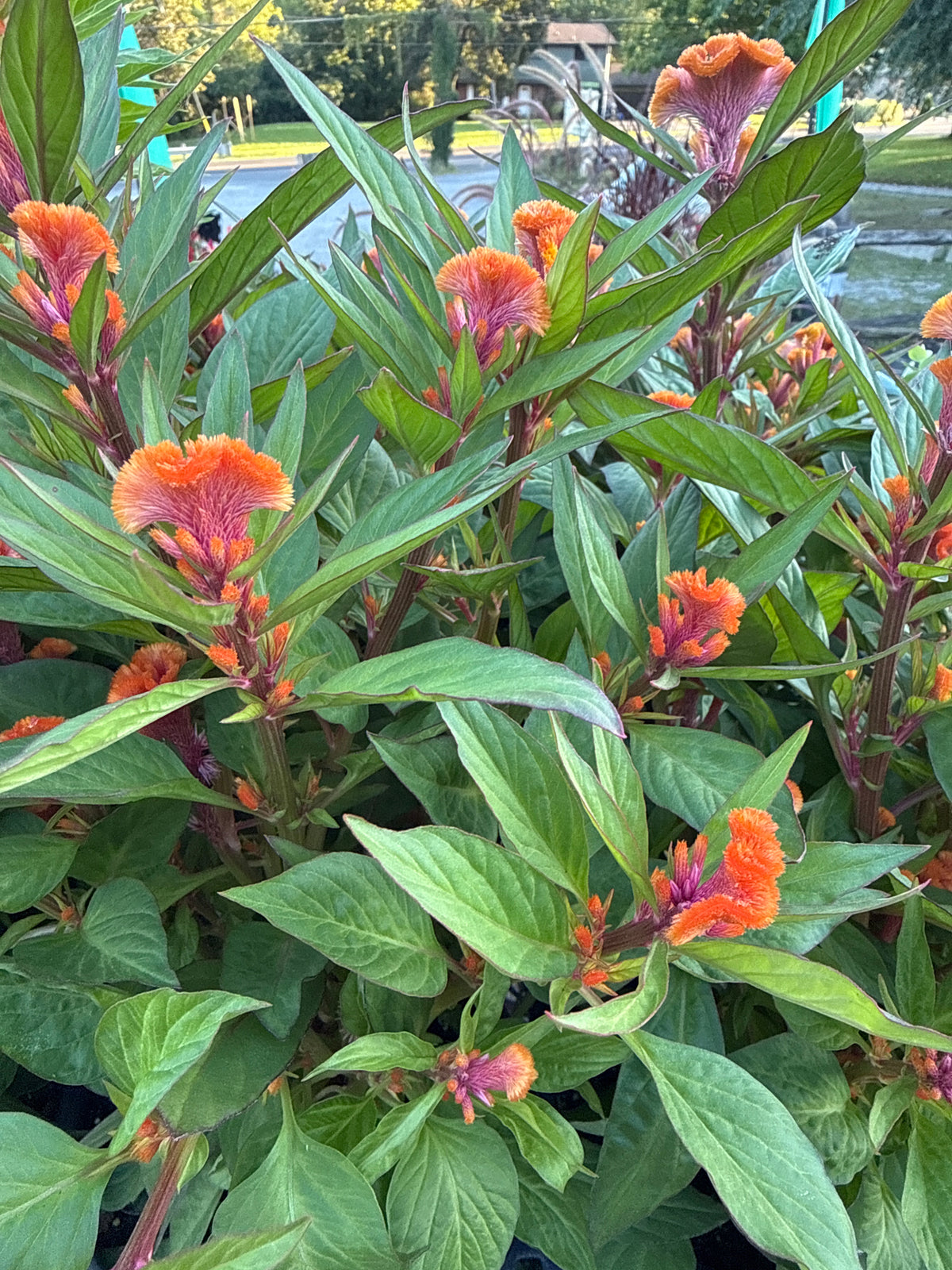 Twisted Celosia