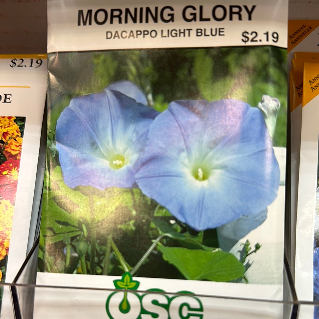 Seed Packets - Annual (Morning Glory)