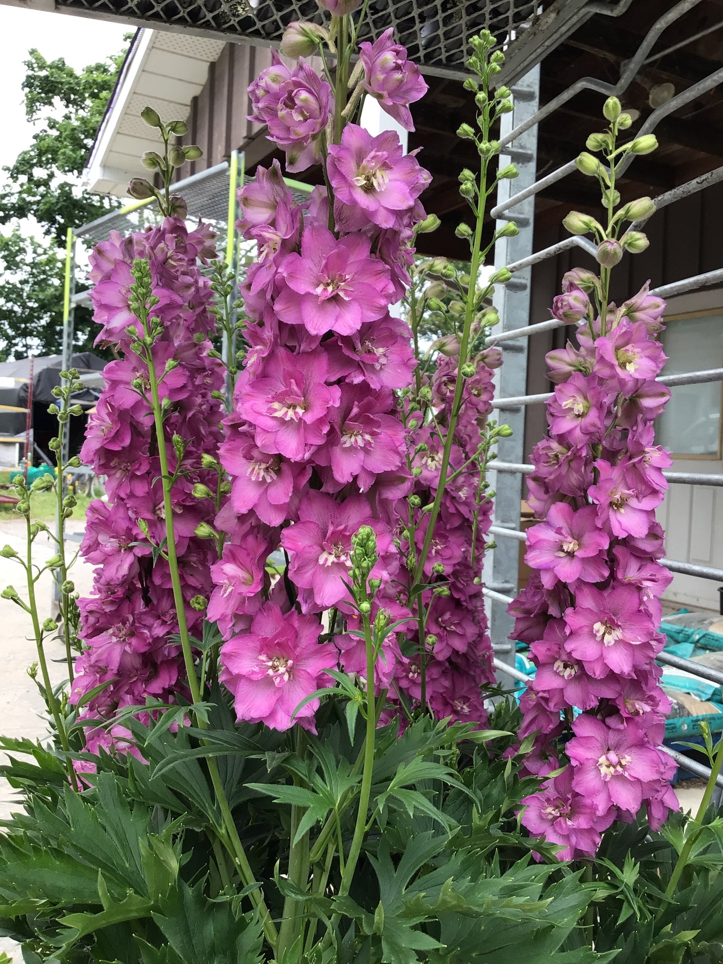 1 Gal Delphinium