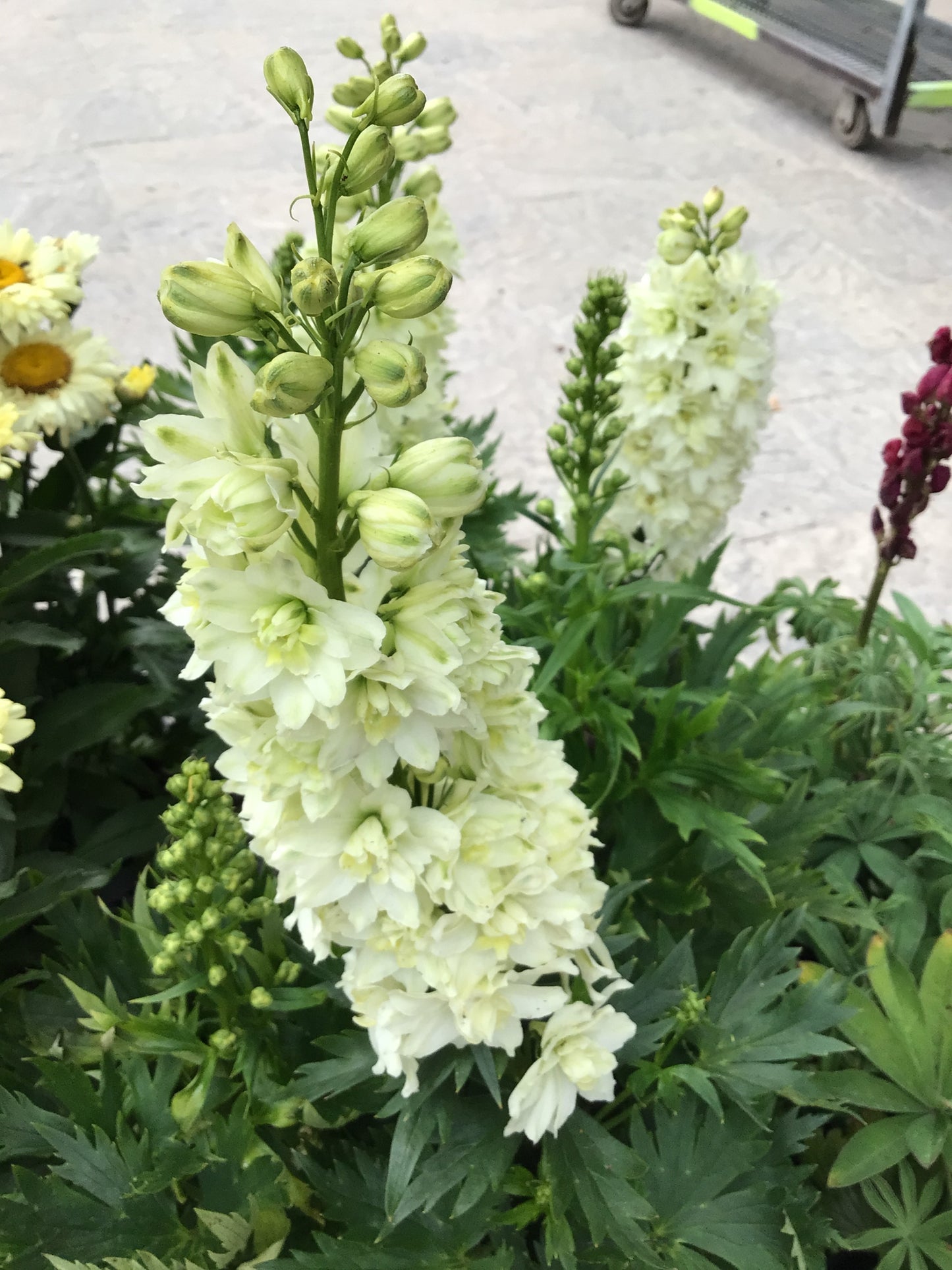 1 Gal Delphinium