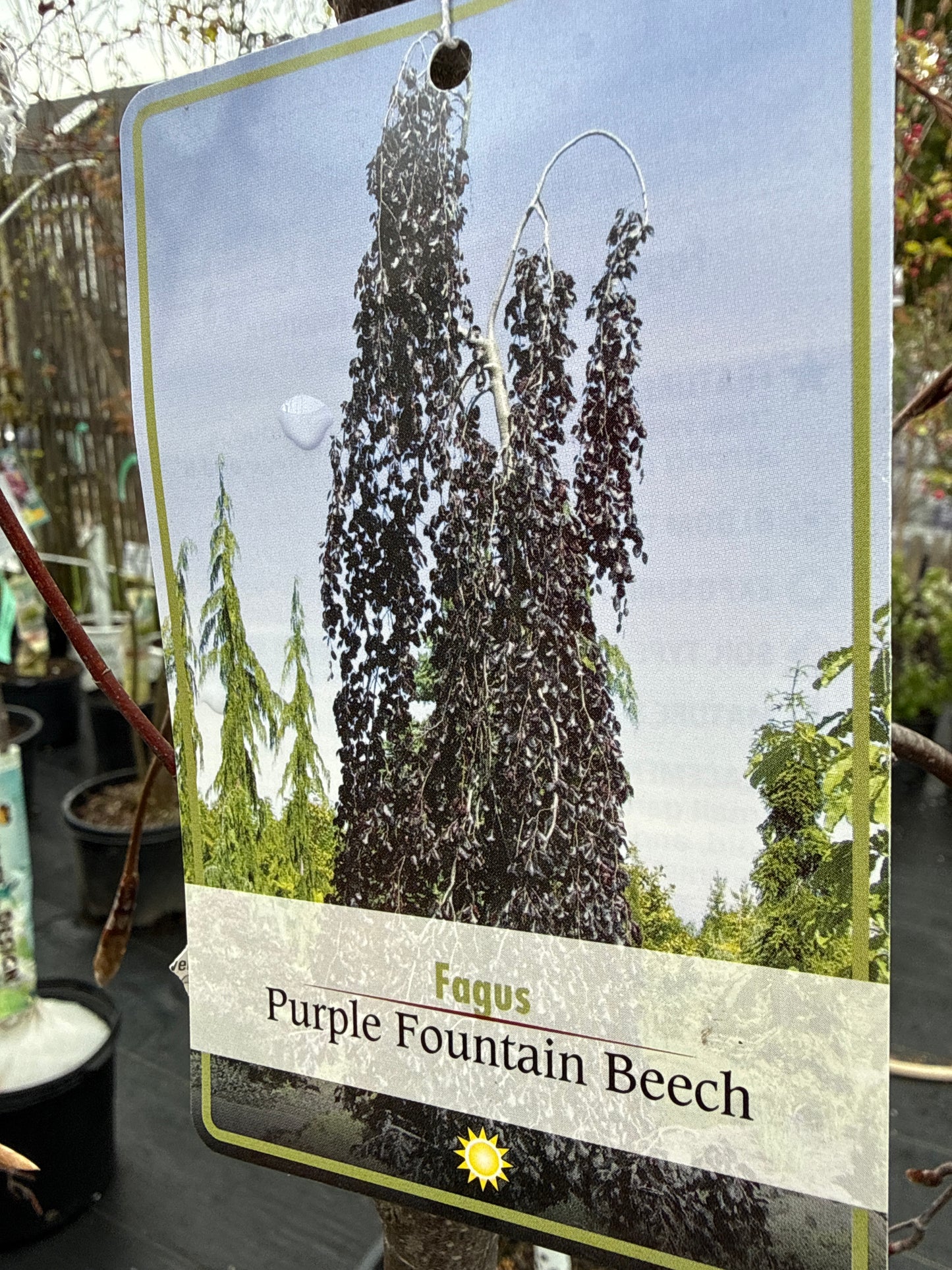 Purple Beech Fountain