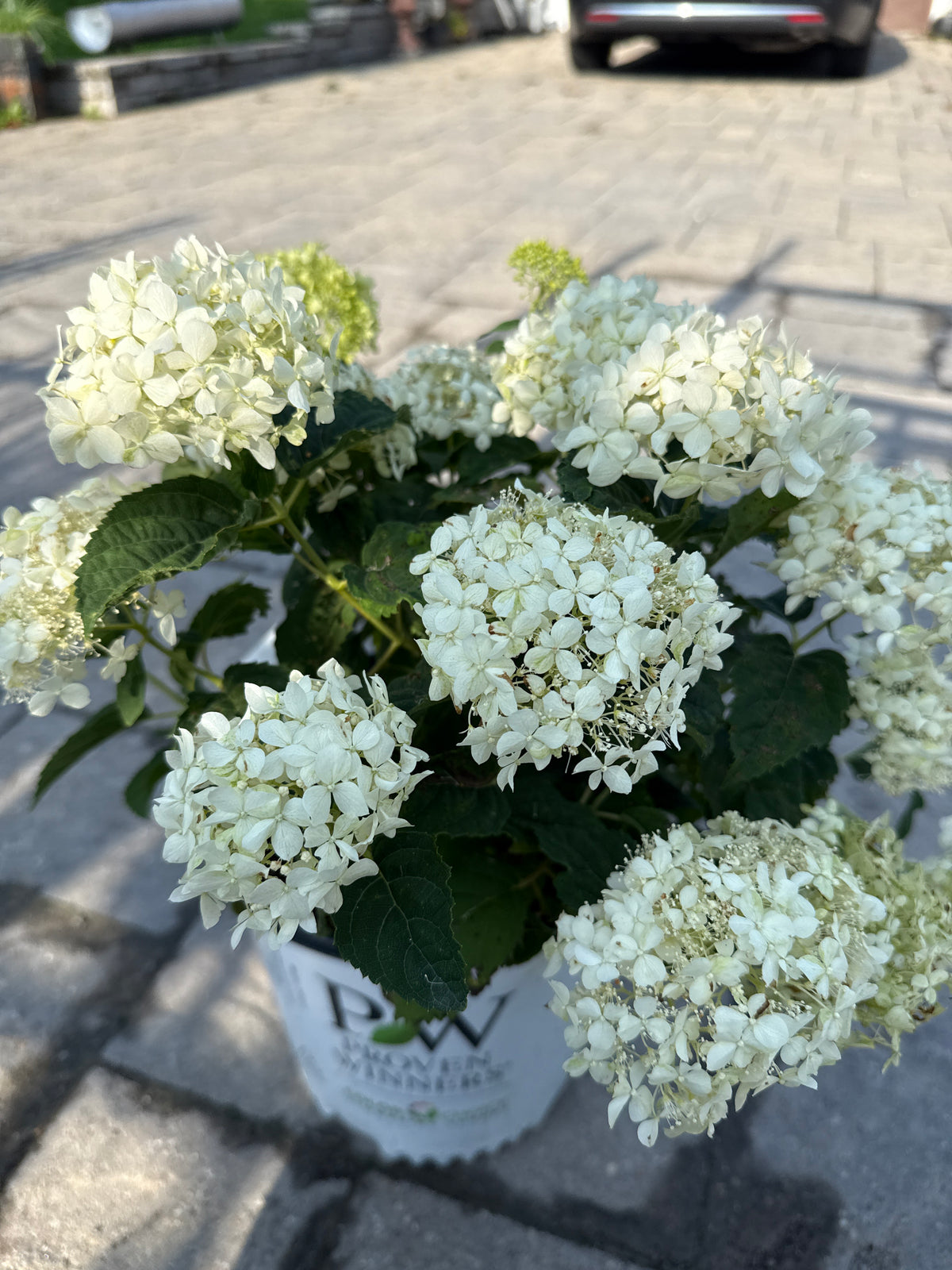 Incrediball Storm Proof Hydrangea - Proven Winners