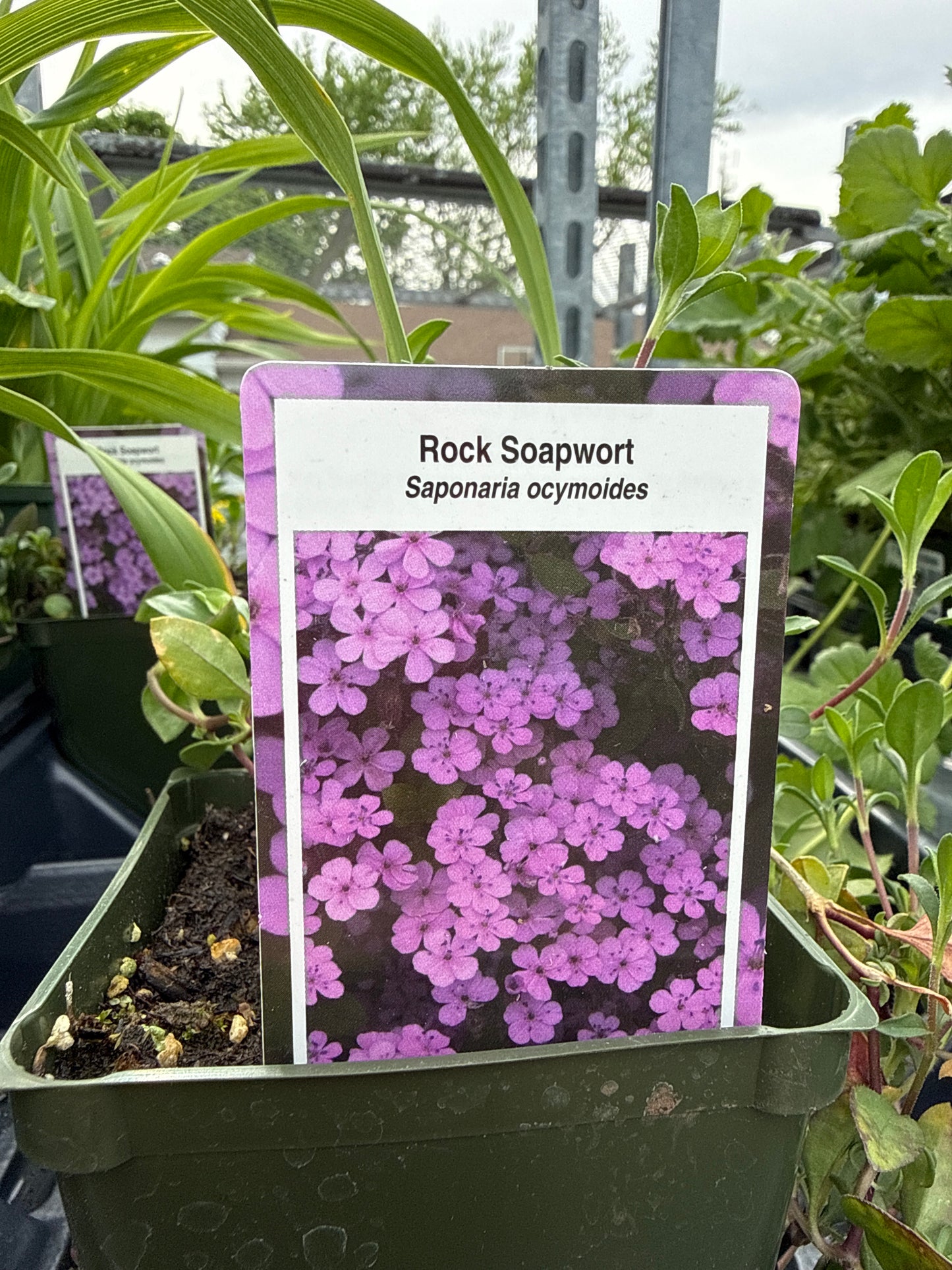 Rock Soapwort 'Saponaria Ocymoides'