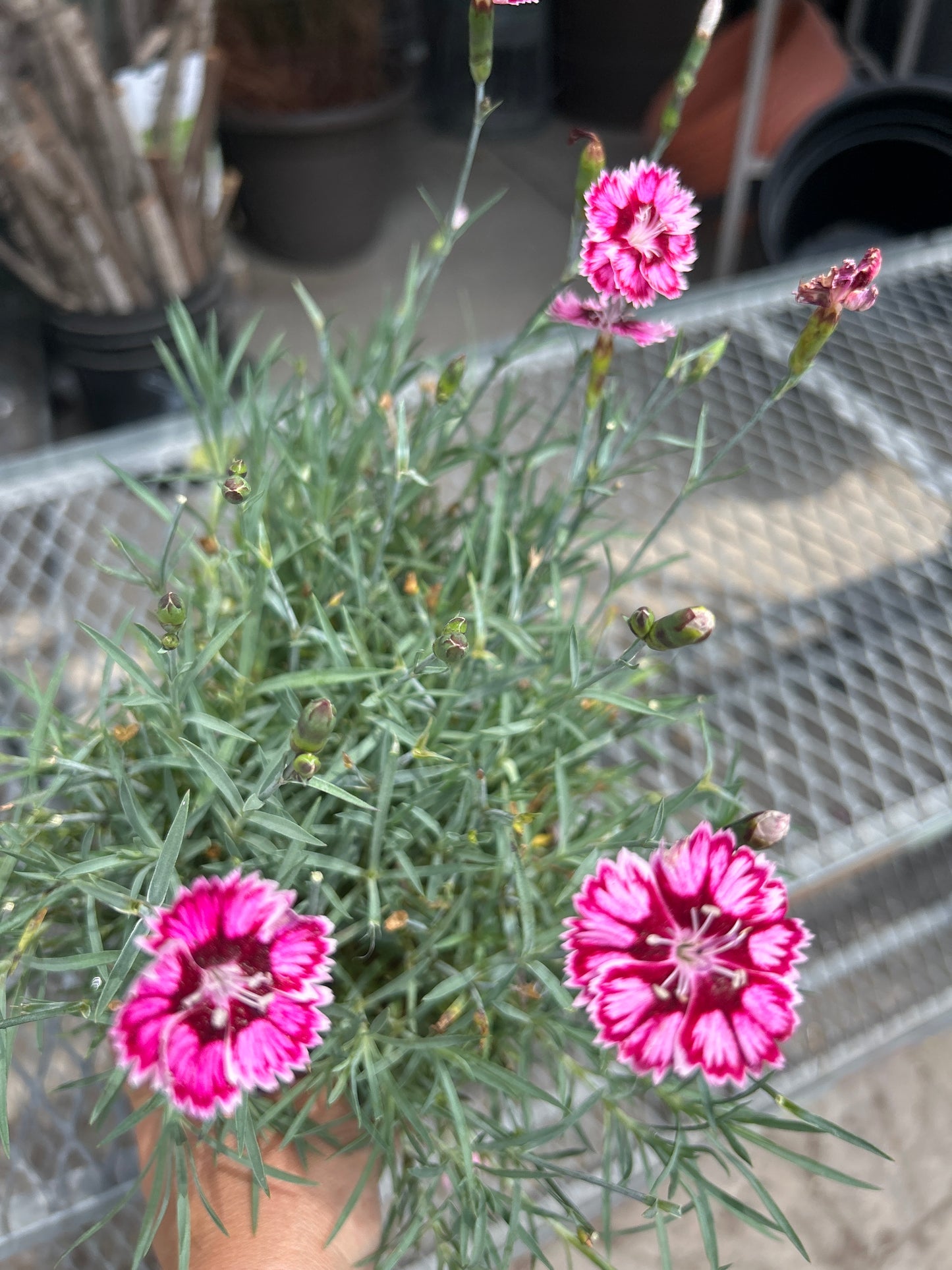 1 Gal Dianthus