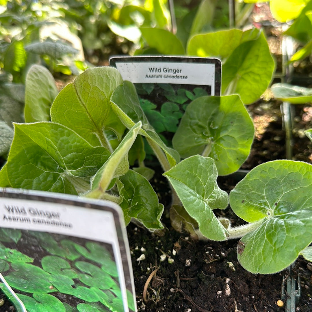 Wild Ginger 'Asarum Canadense'