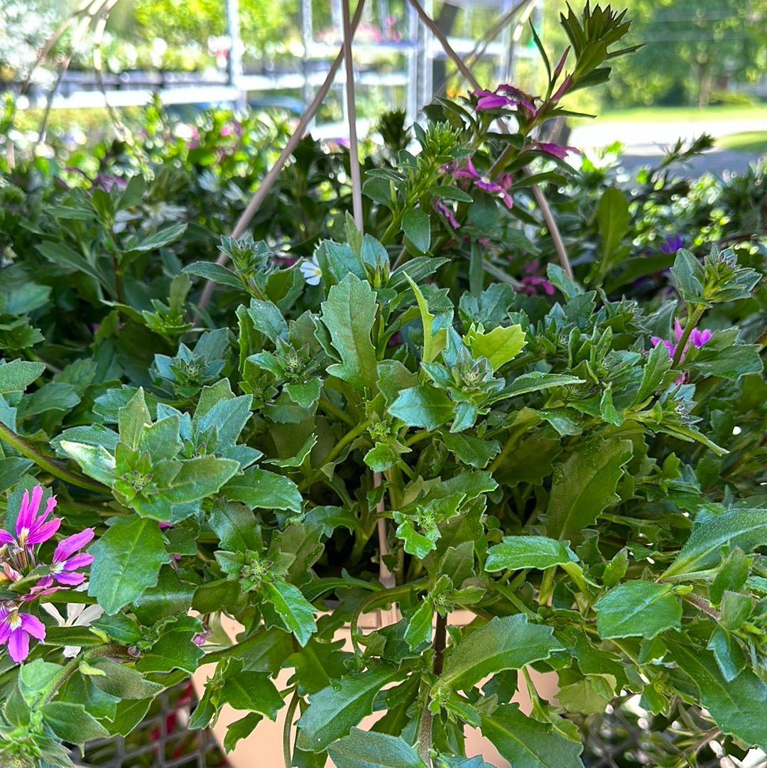 10" Scaevola Hanging Basket 'Fan Flower'
