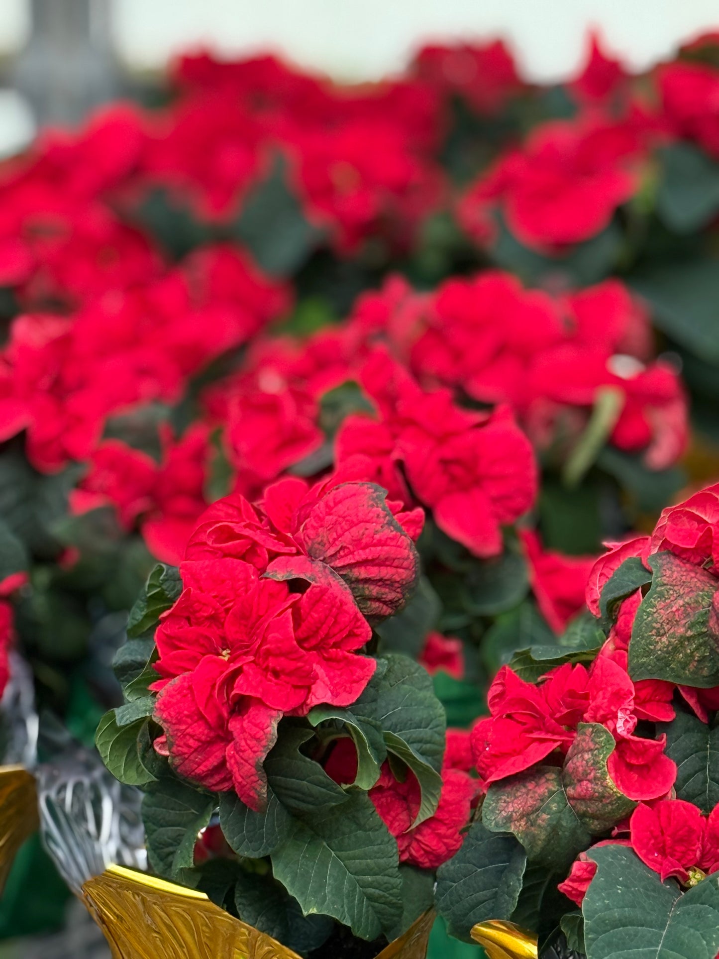 Poinsettia