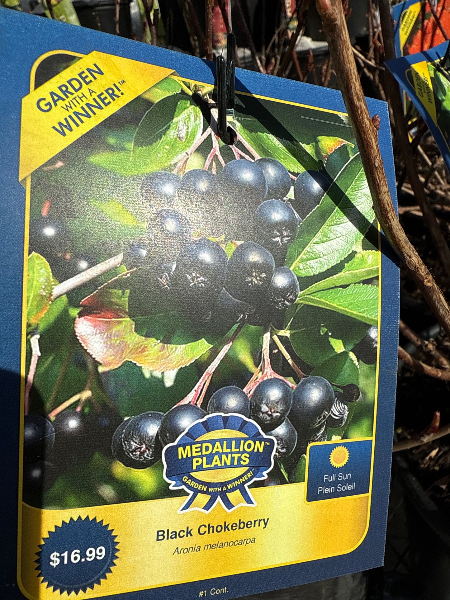 Aronia 'Chokeberry'