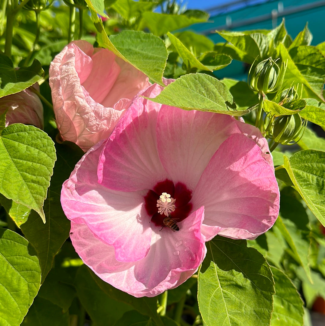 10" Perennial Hibiscus 'Porch Ready'
