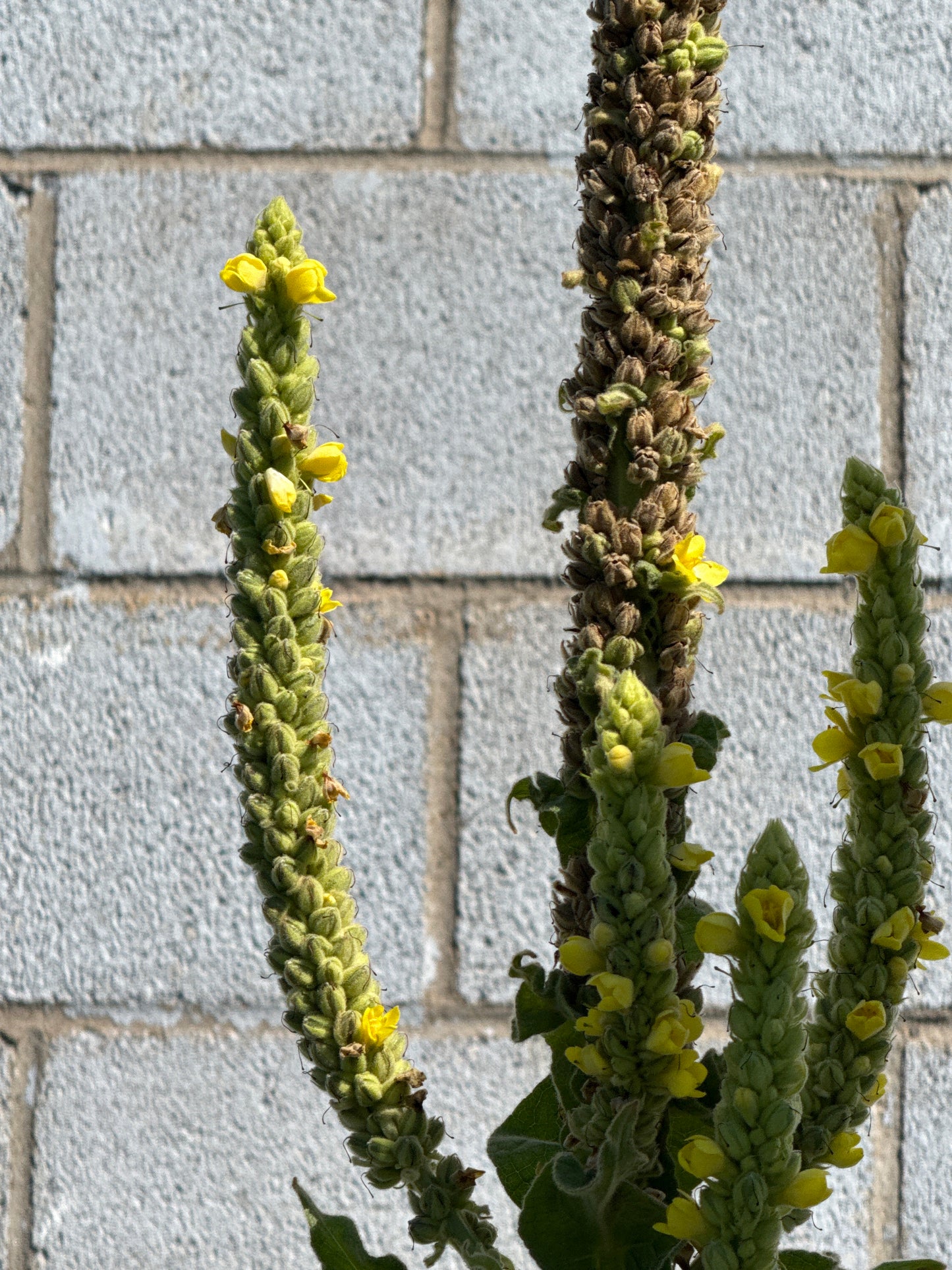 Mullein Seeds