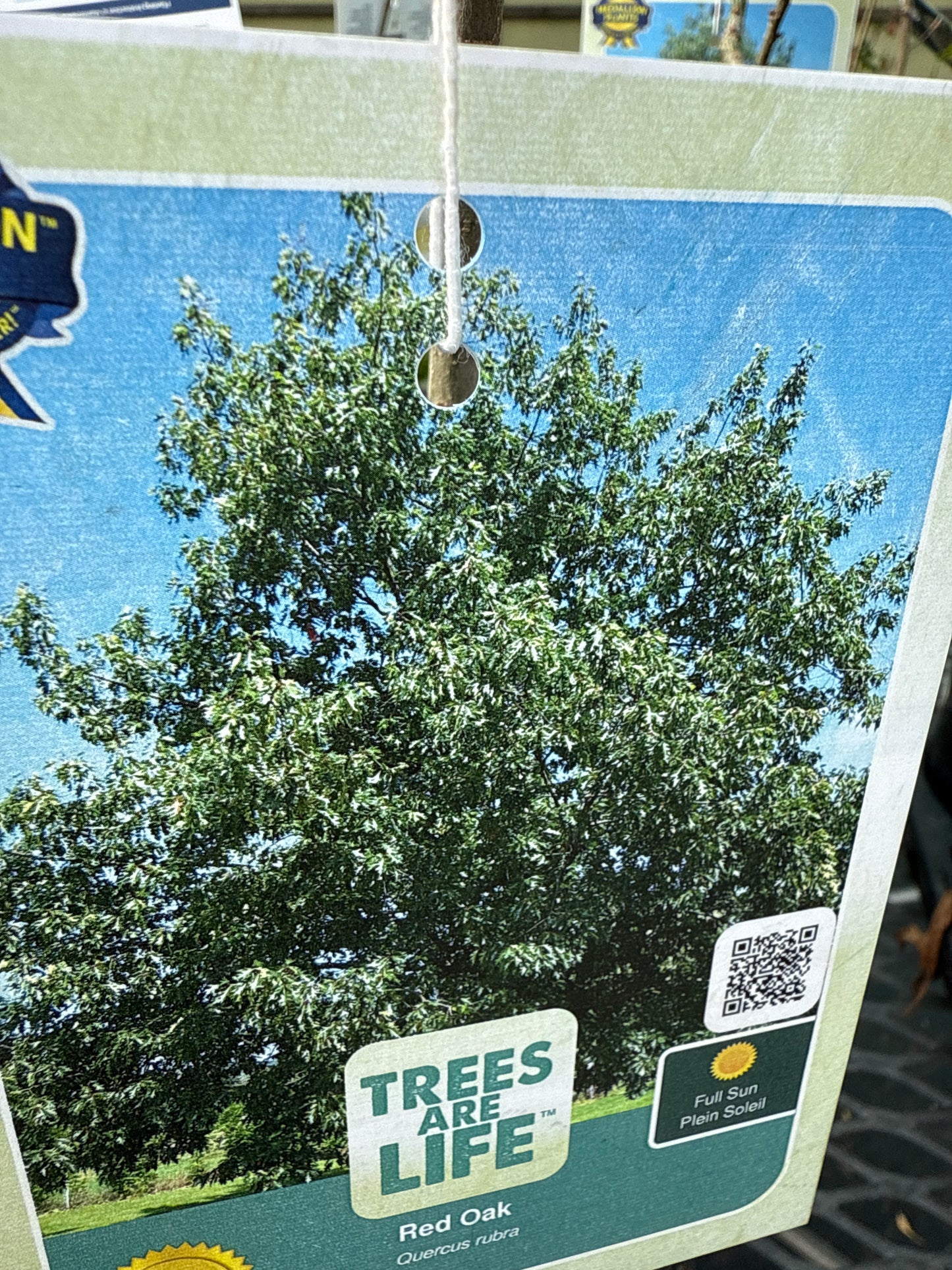 Northern Red Oak 'Quercus Rubra'