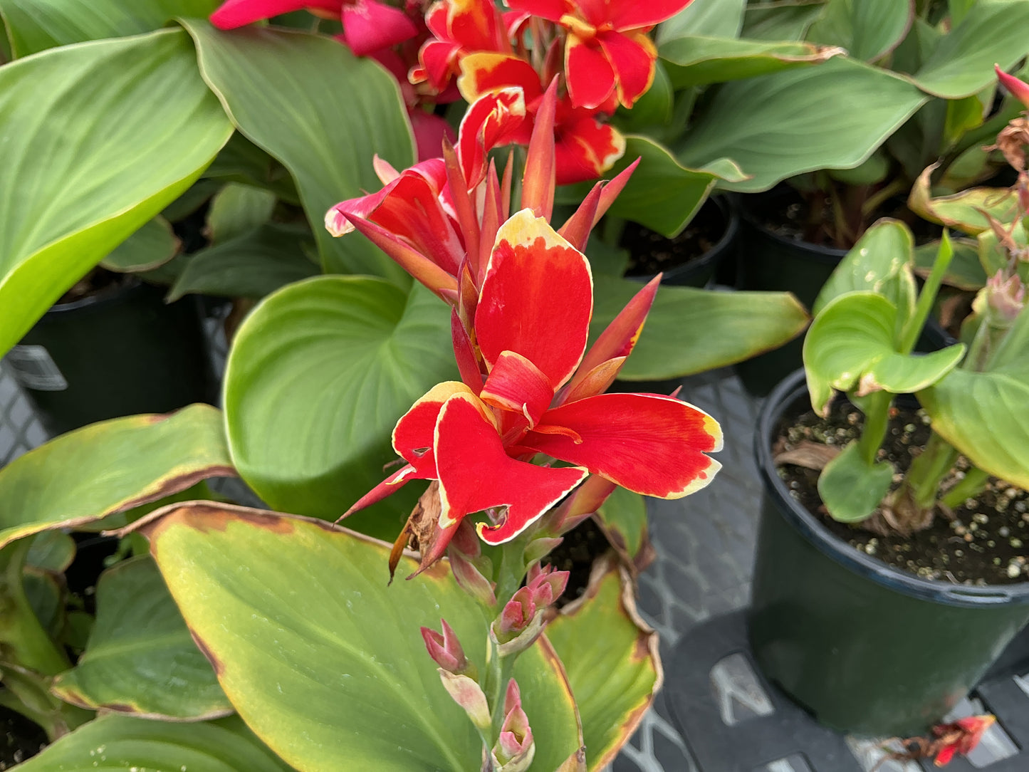 Canna Lilies