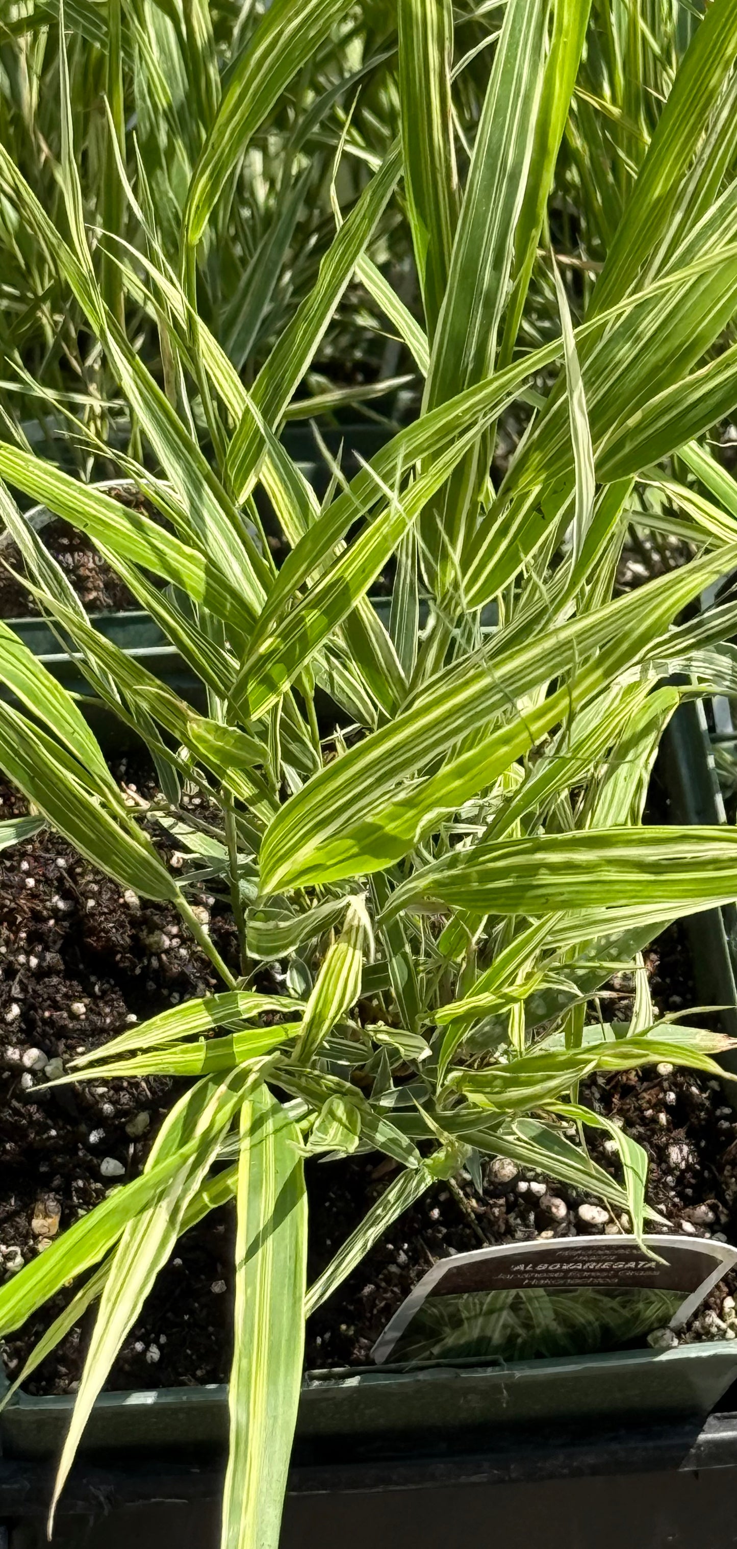 1 Gal Japanese Forest Grass (Hakonechloa)