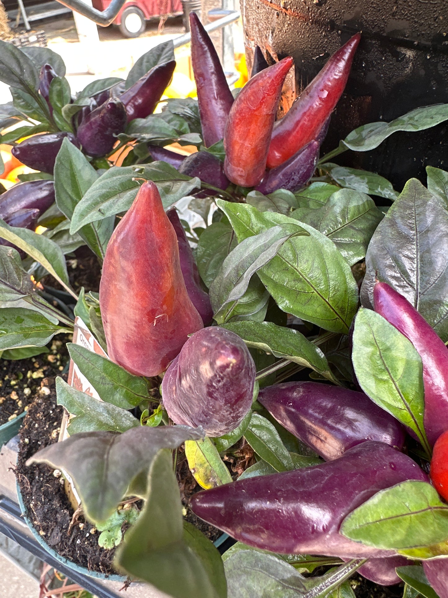 4.5" Ornamental Pepper