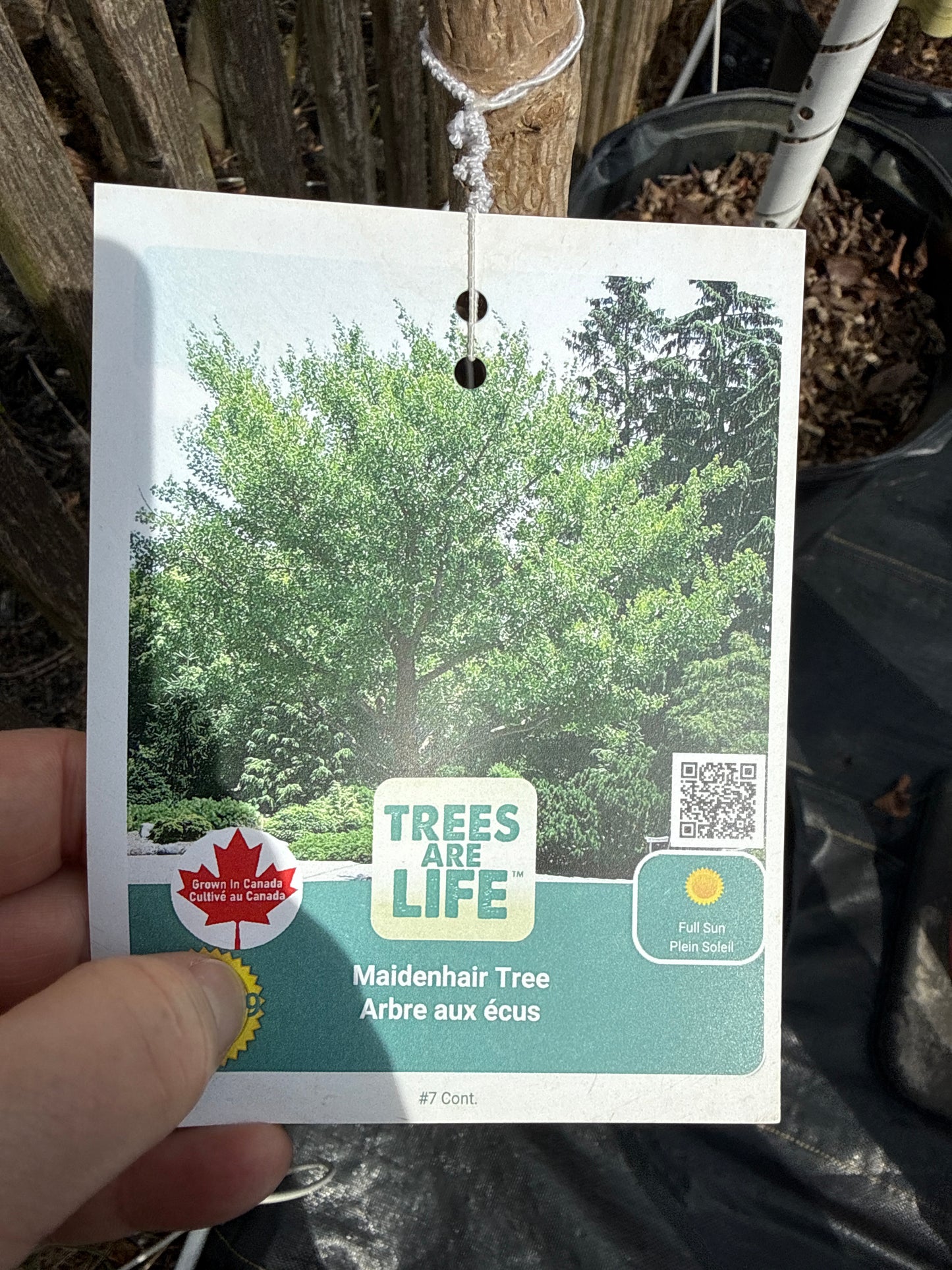 Ginko Biloba Tree - 7 Gal