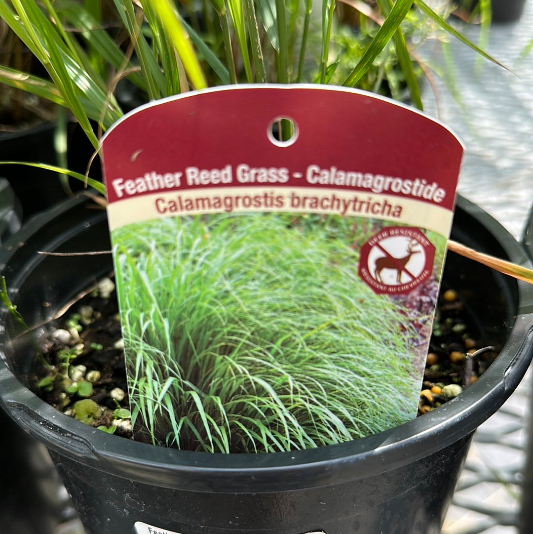 Feather Reed Grass