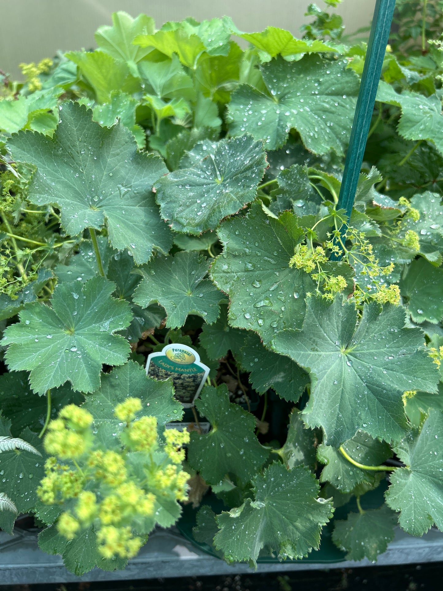 1 Gal Alchemilla Mollis 'Lady Mantle'