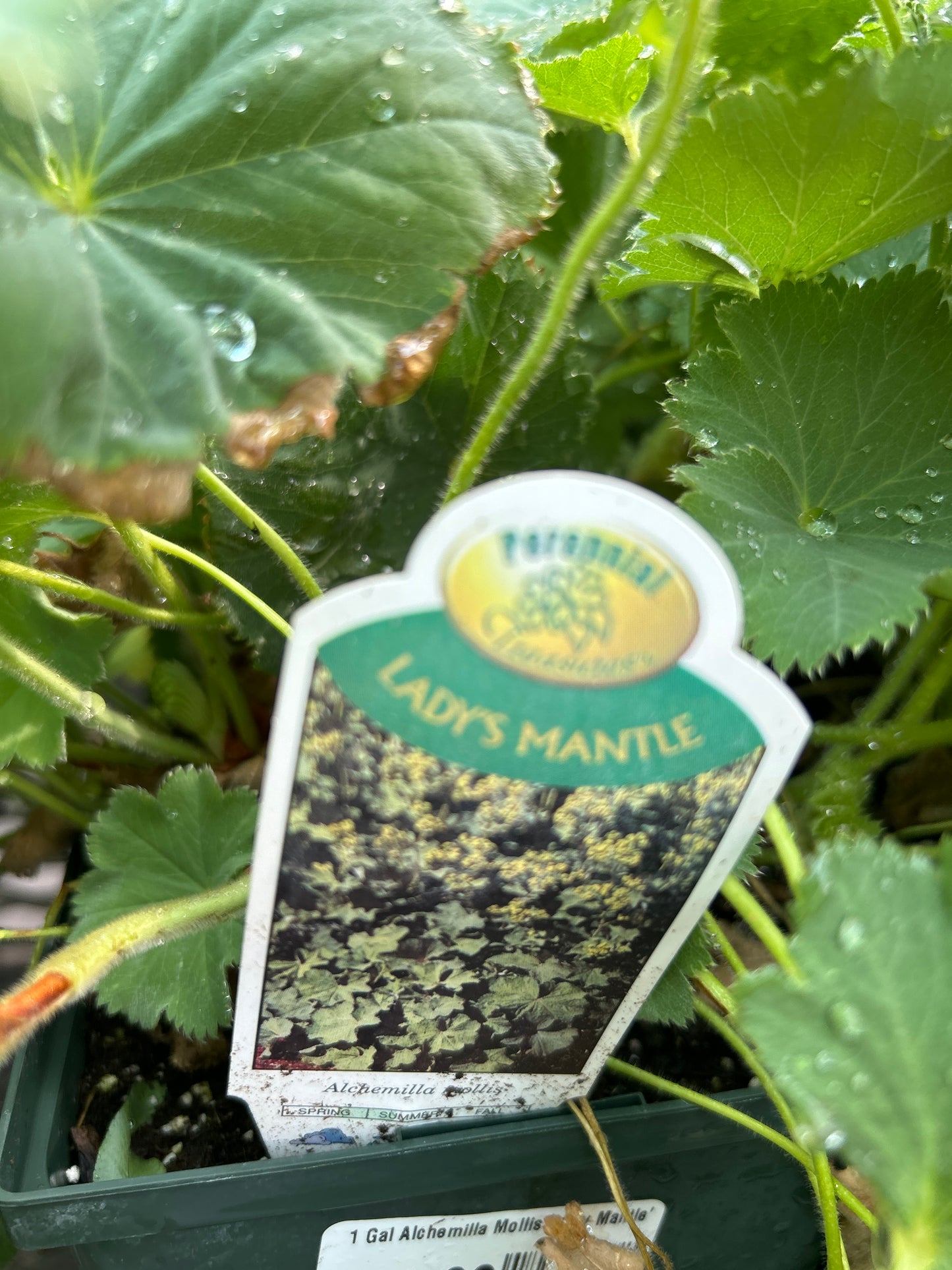 1 Gal Alchemilla Mollis 'Lady Mantle'