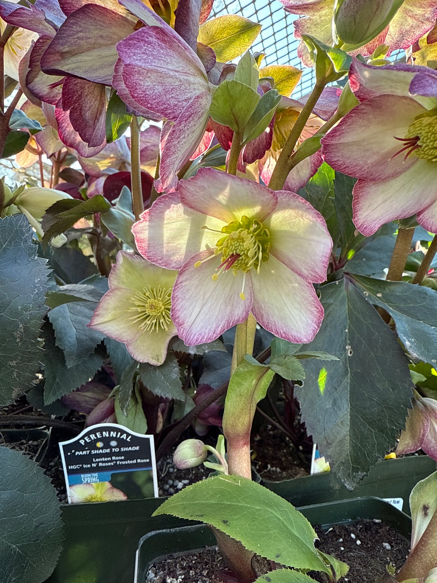 Helleborus