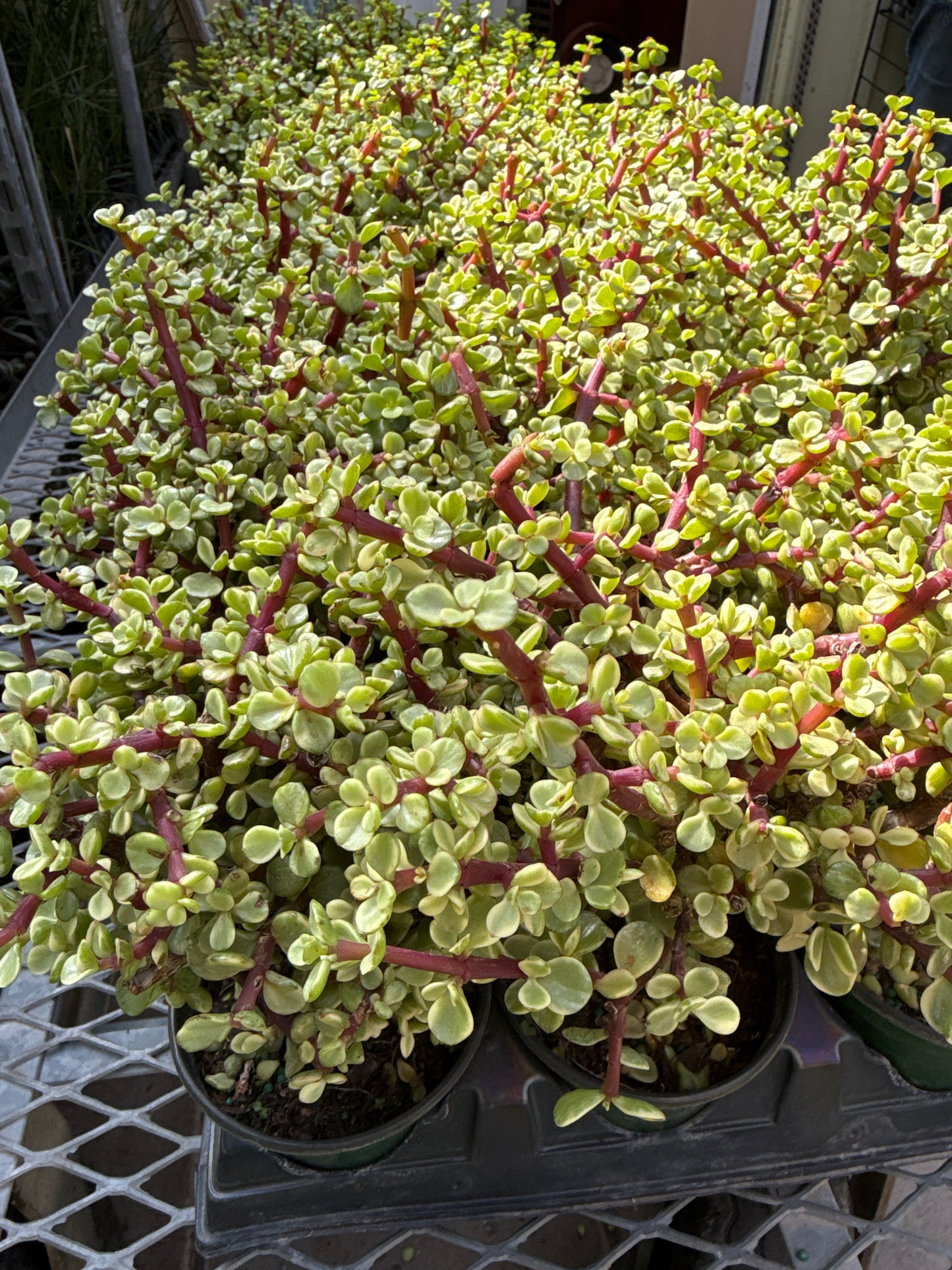 Jade Bonsai Standard