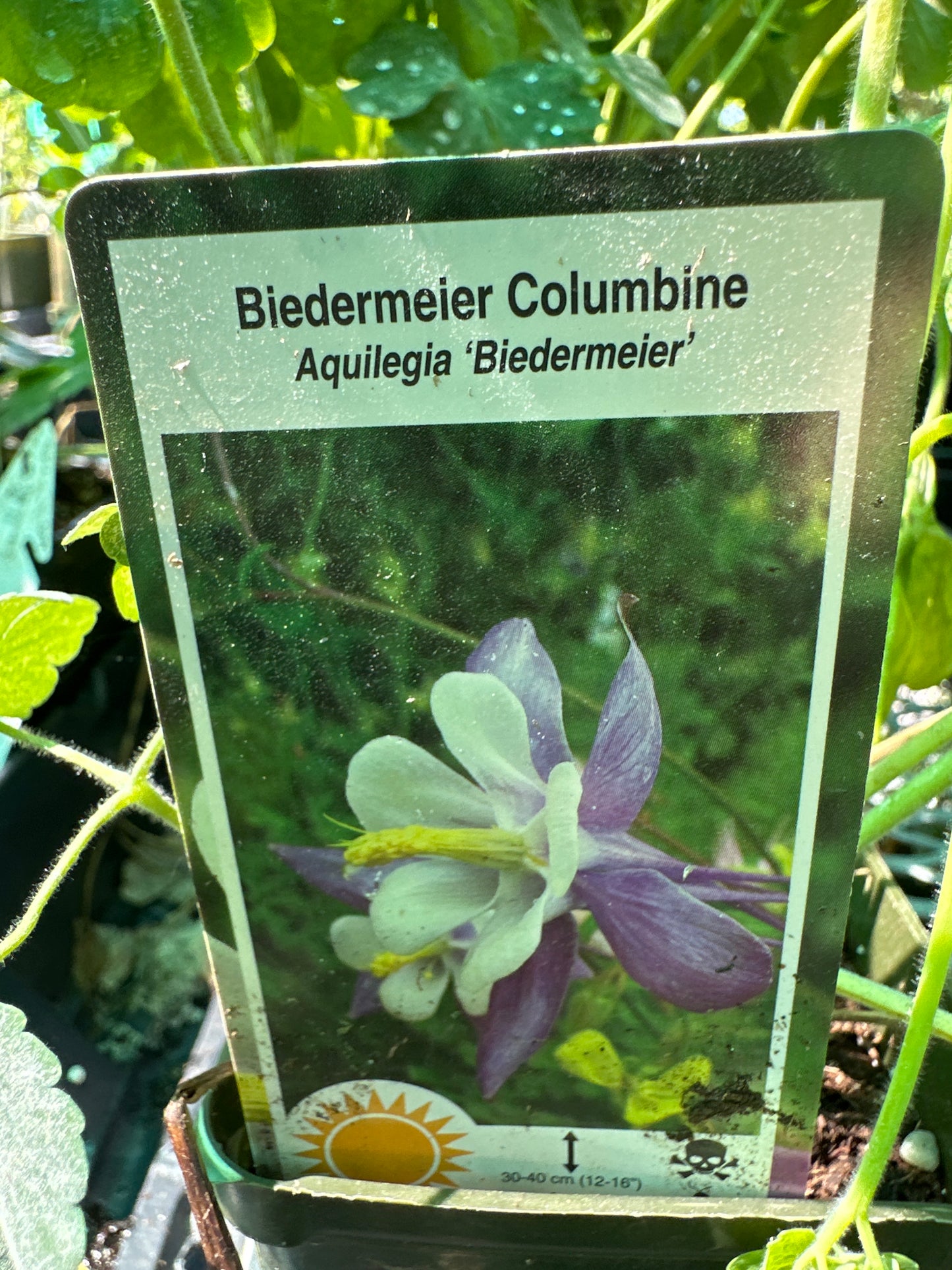 4" Columbine (Aquilegia)