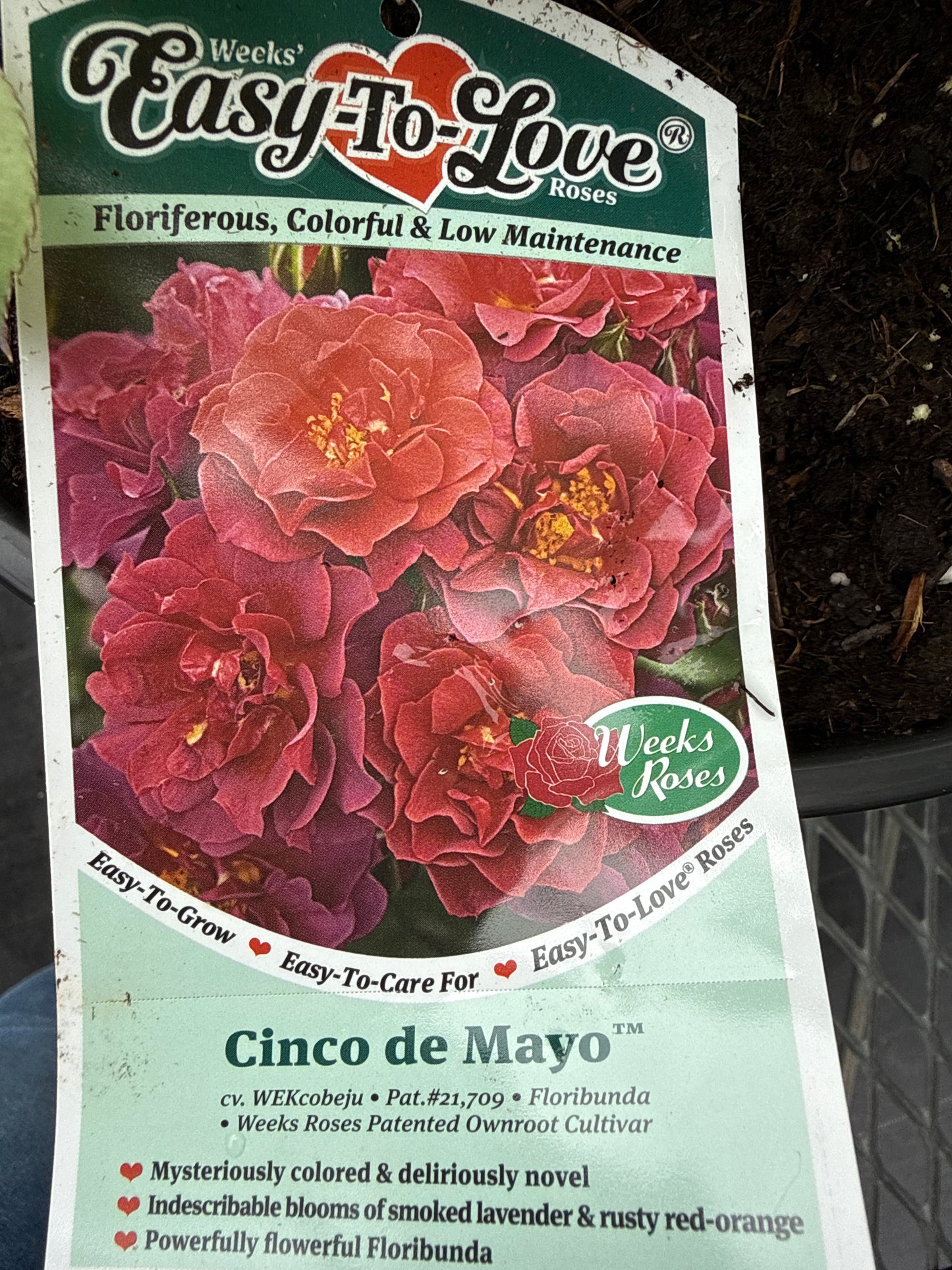 Weeks Roses 'Cinco De Mayo'