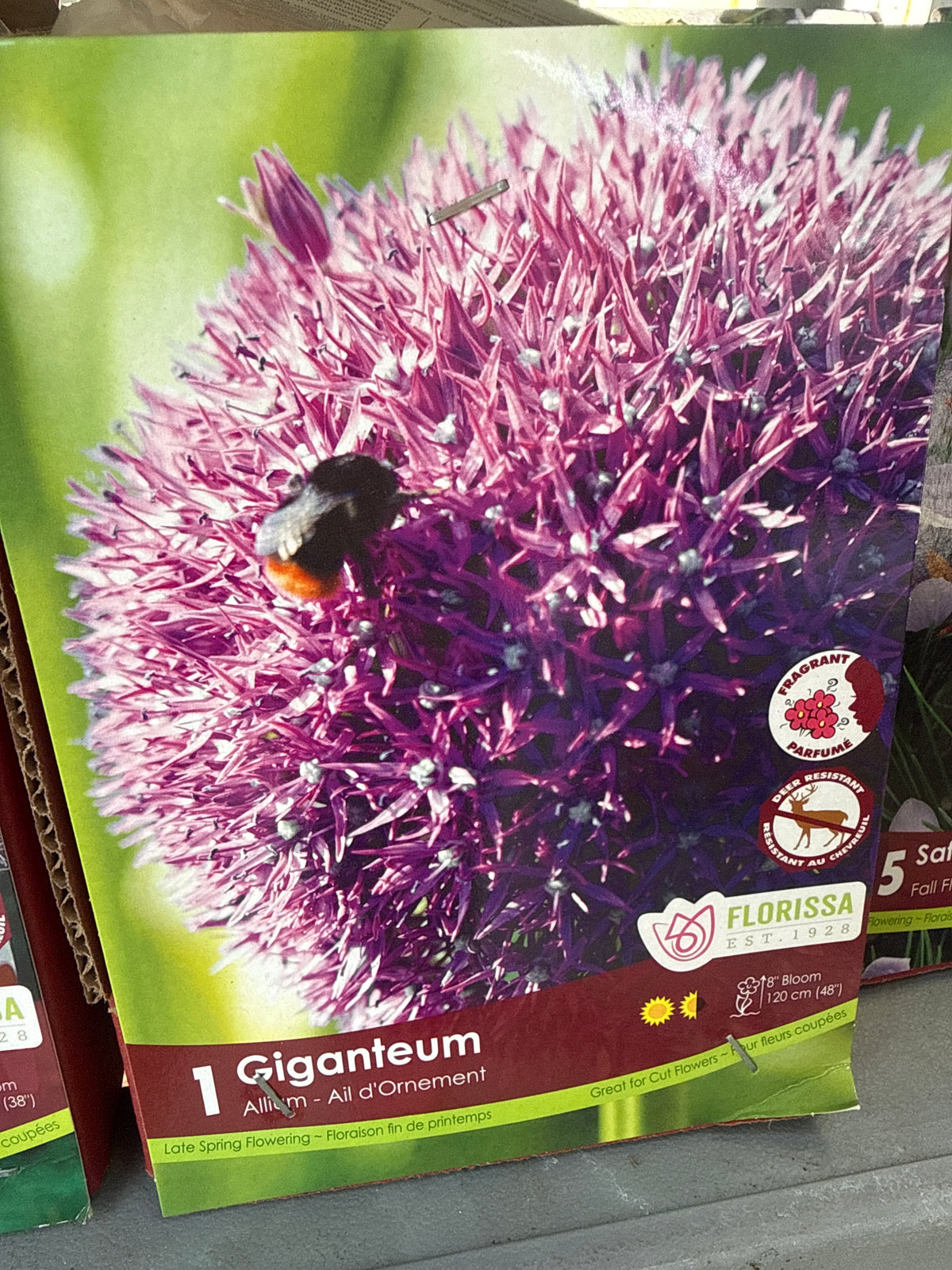 Allium - Ornamental Onion bulb