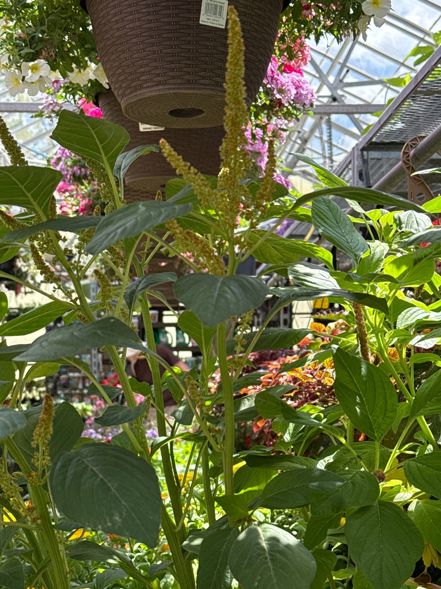 4" Amaranthus
