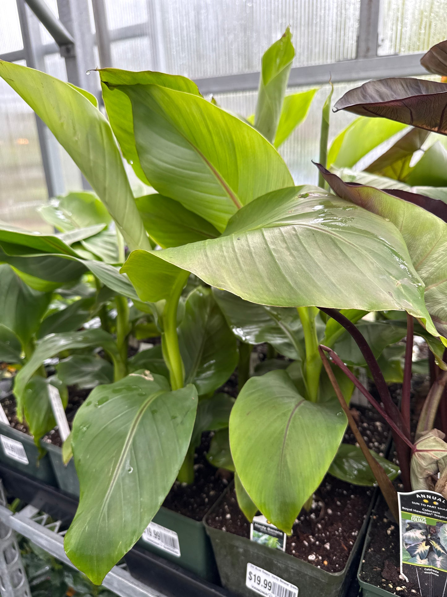 1 Gal Musa Basjoo 'Hardy Banana'