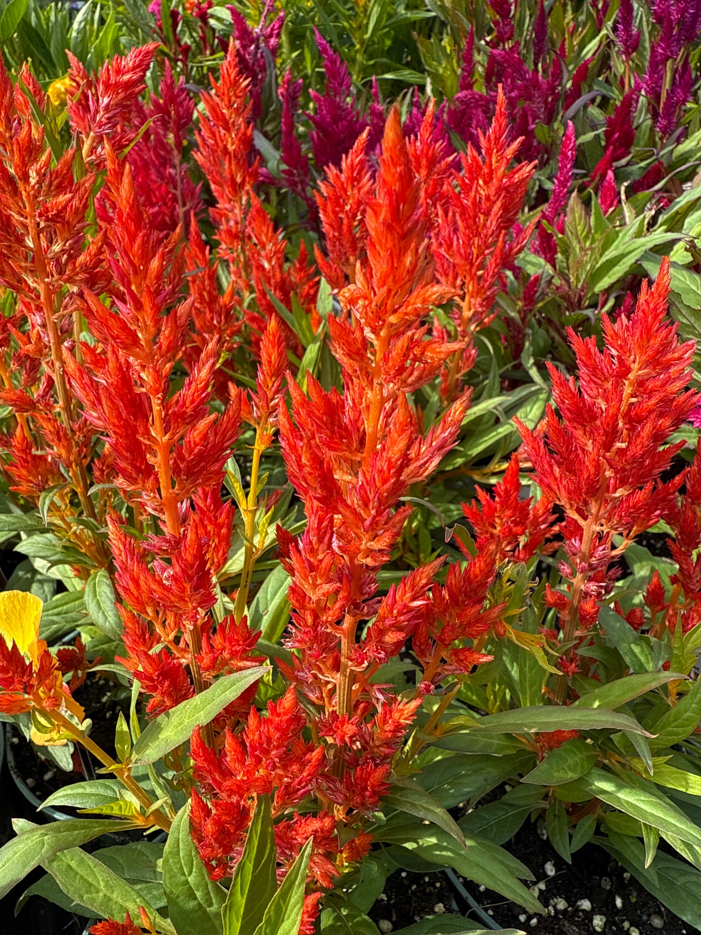 4" Celosia