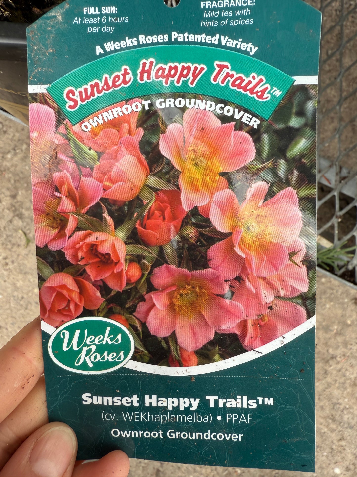 Weeks Roses 'Sunset Happy Trails'