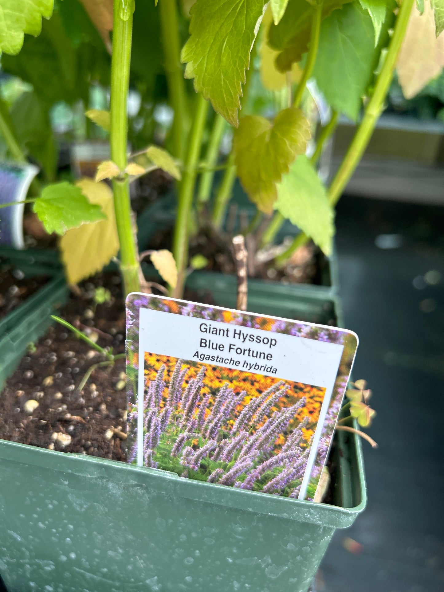 1 Gal Agastache (Hyssop)