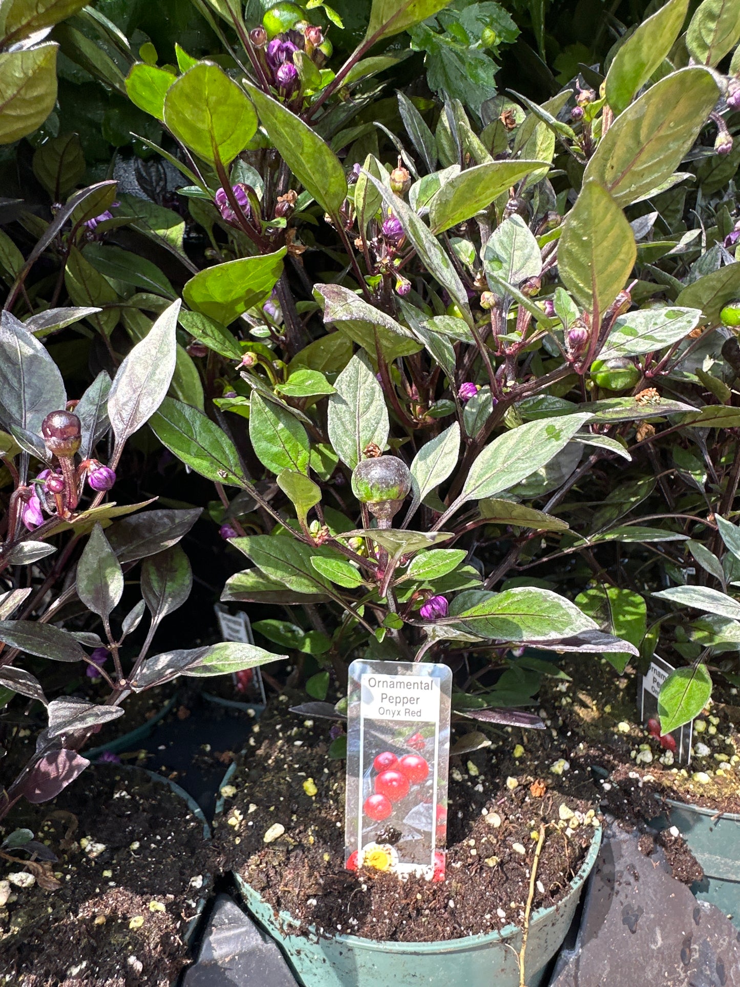 4.5" Ornamental Pepper
