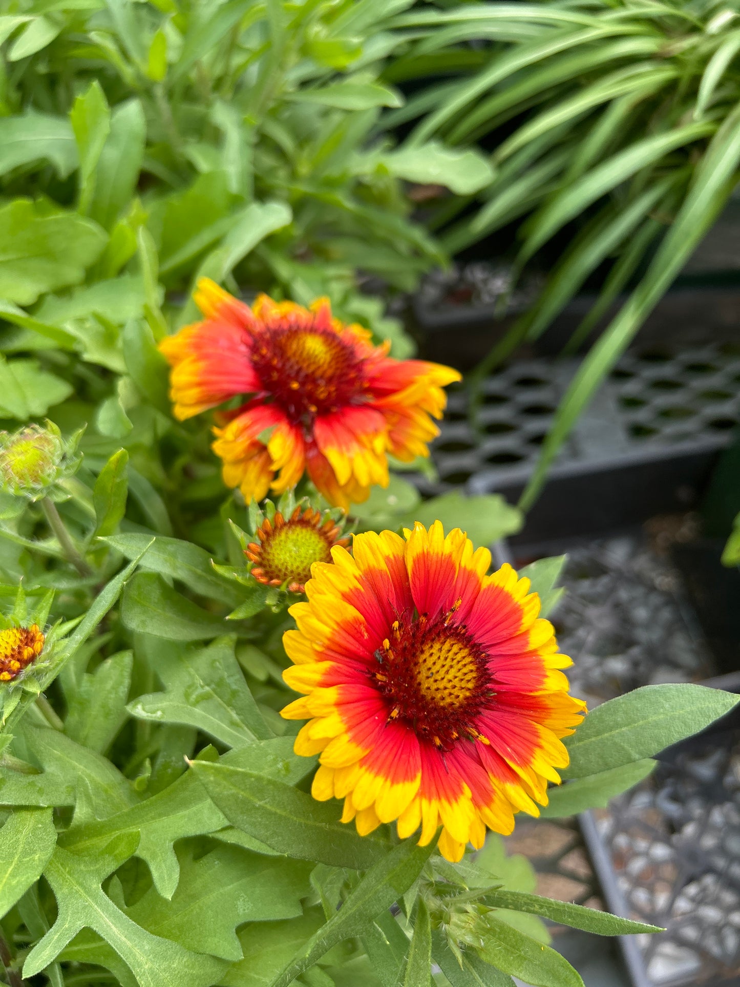 4" Blanket Flower (Gaillardia)