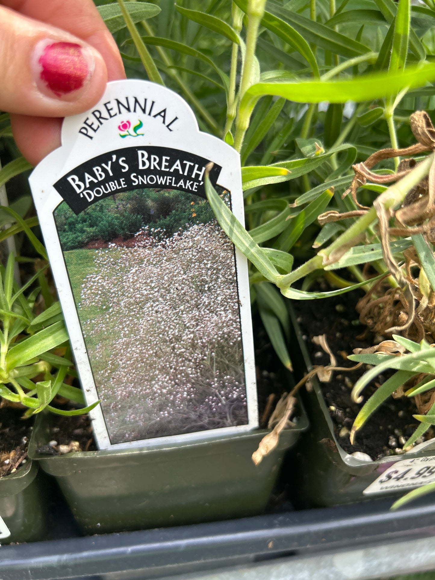 4" Gypsophilia Paniculata