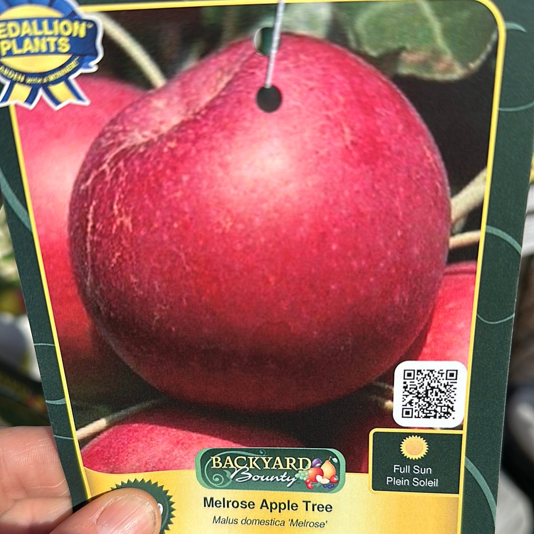 Apple Trees