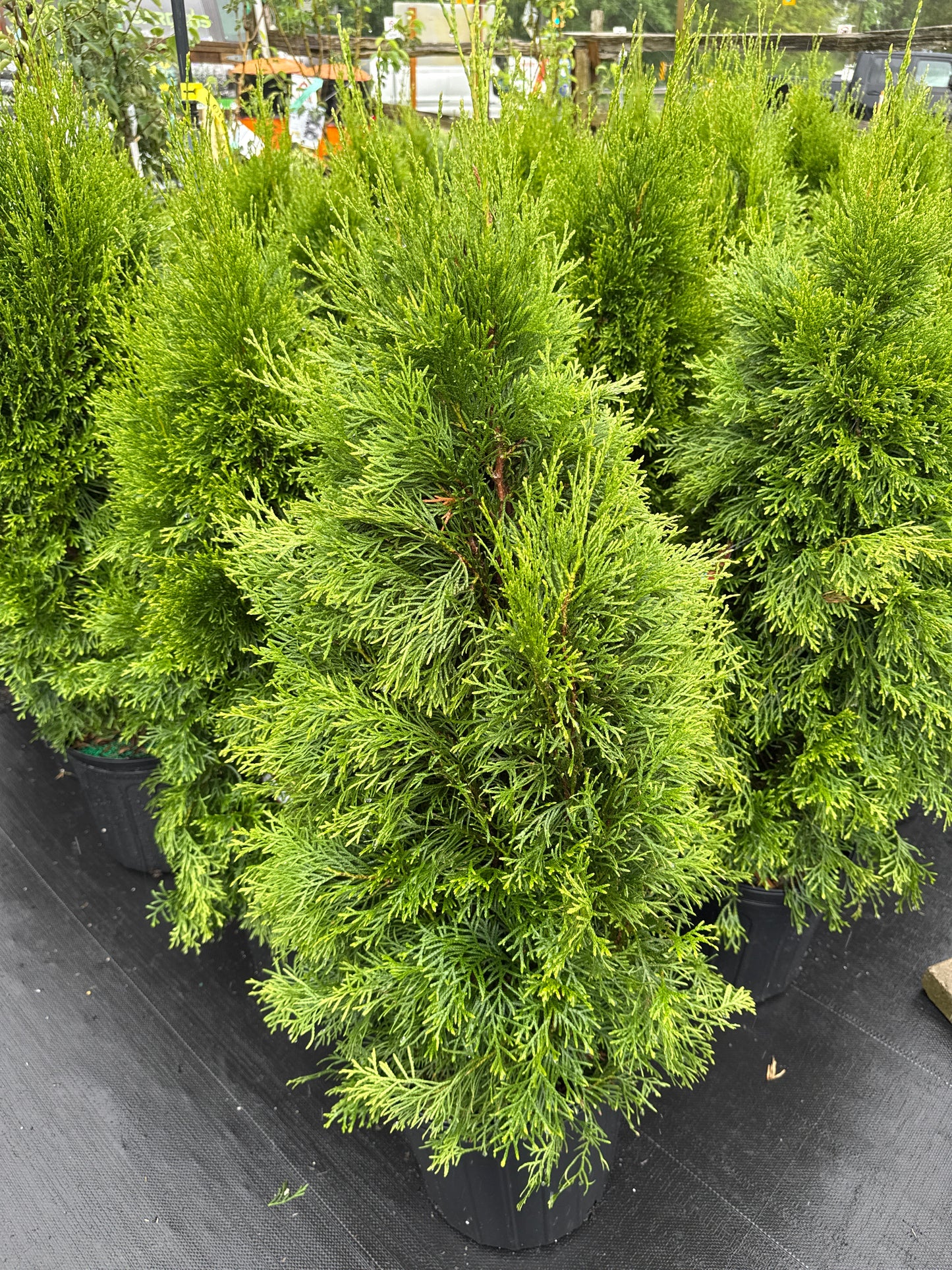 3 Gal Emerald Cedars
