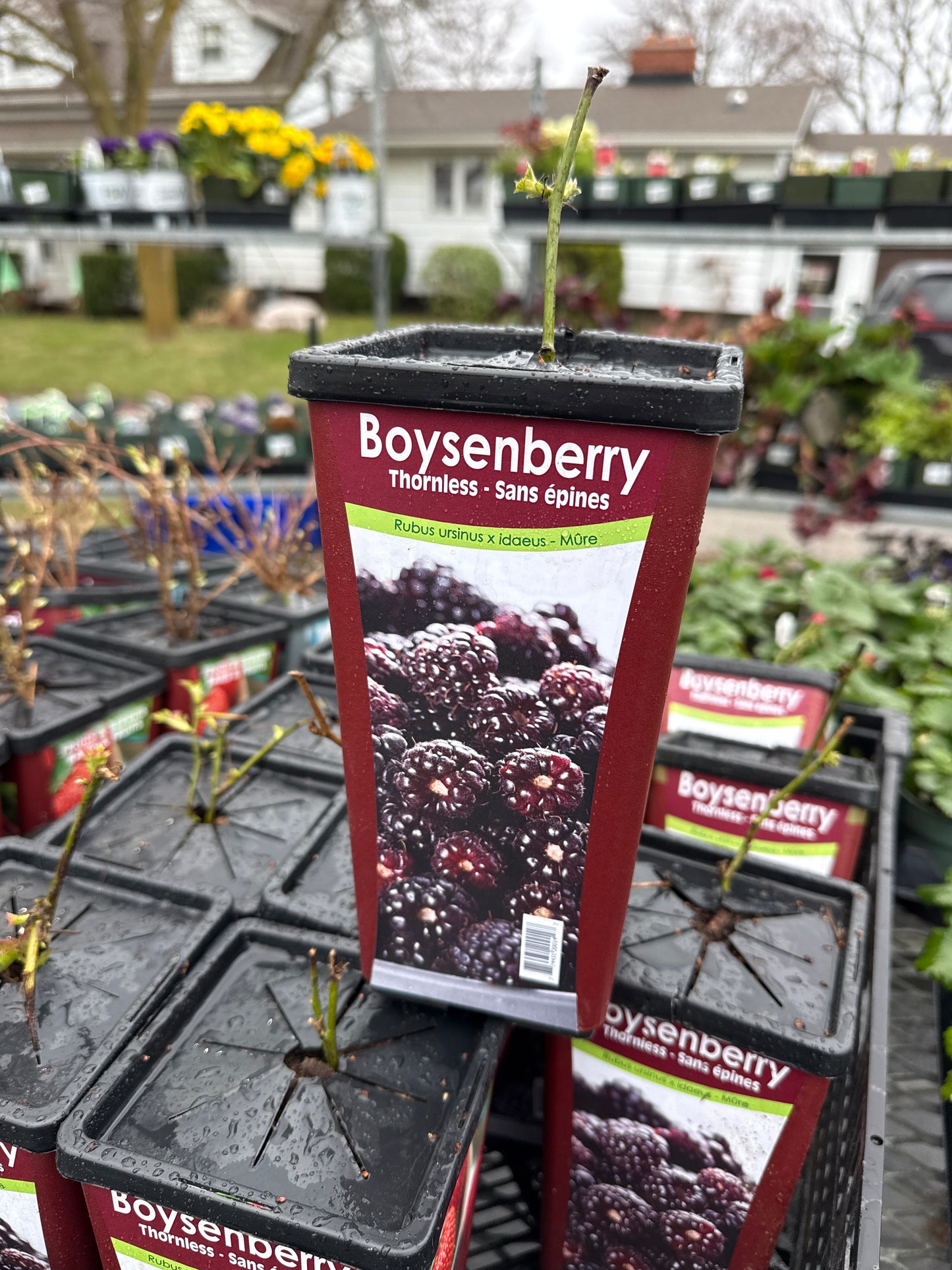 Boysenberry