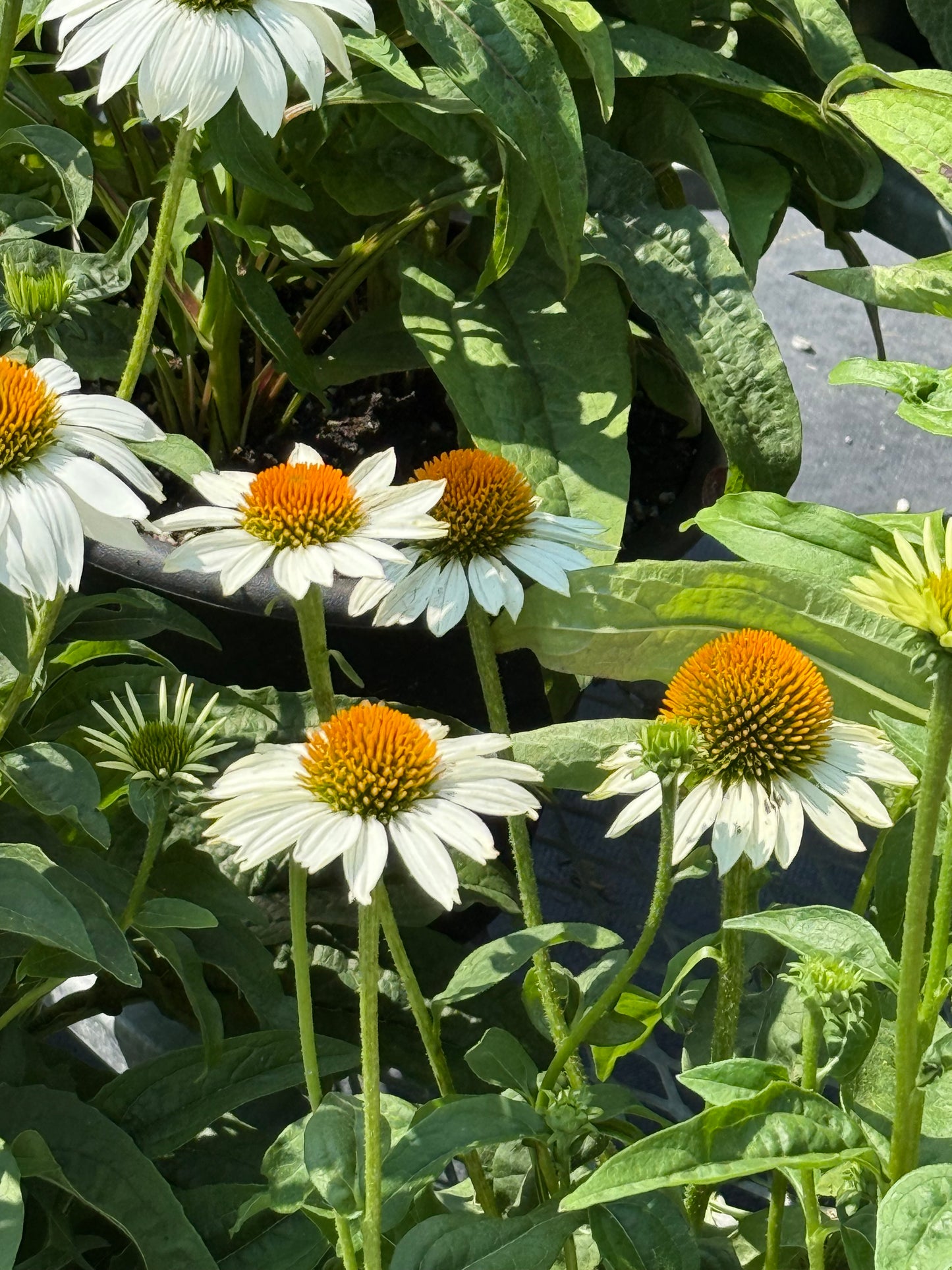 10" Fall Perennial Planters