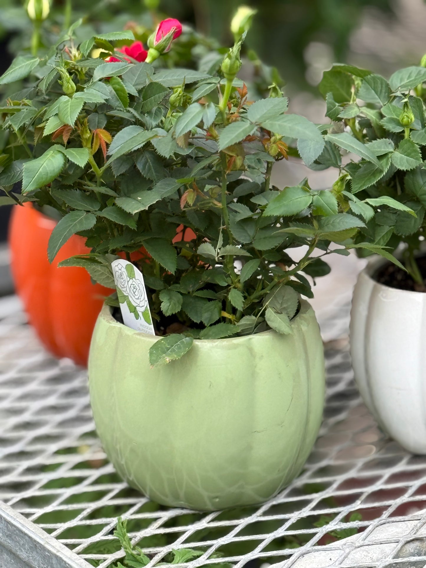4" Country Pumpkin with Mini Rose
