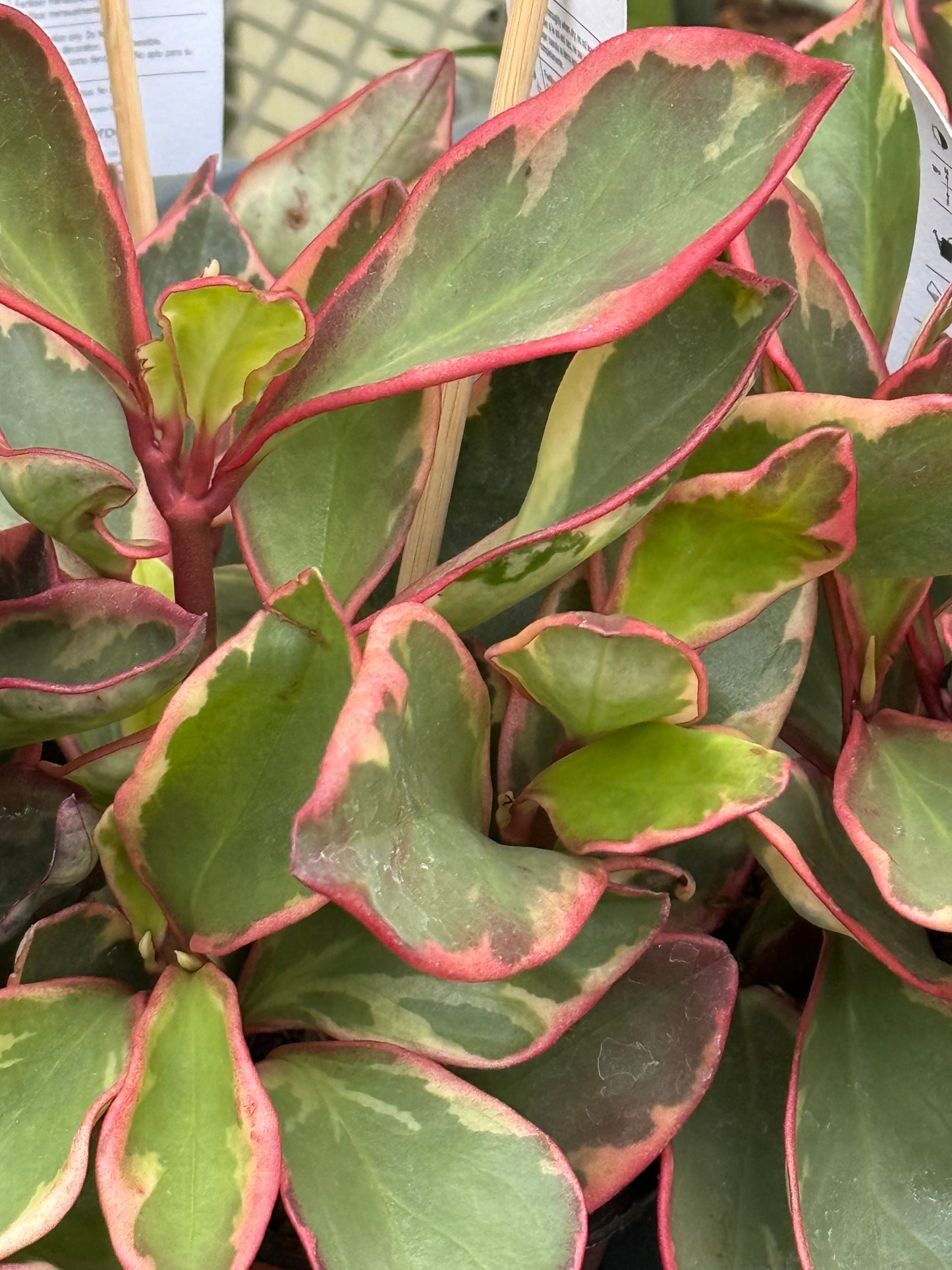 4" Peperomia Clusiifolia (Ginny)