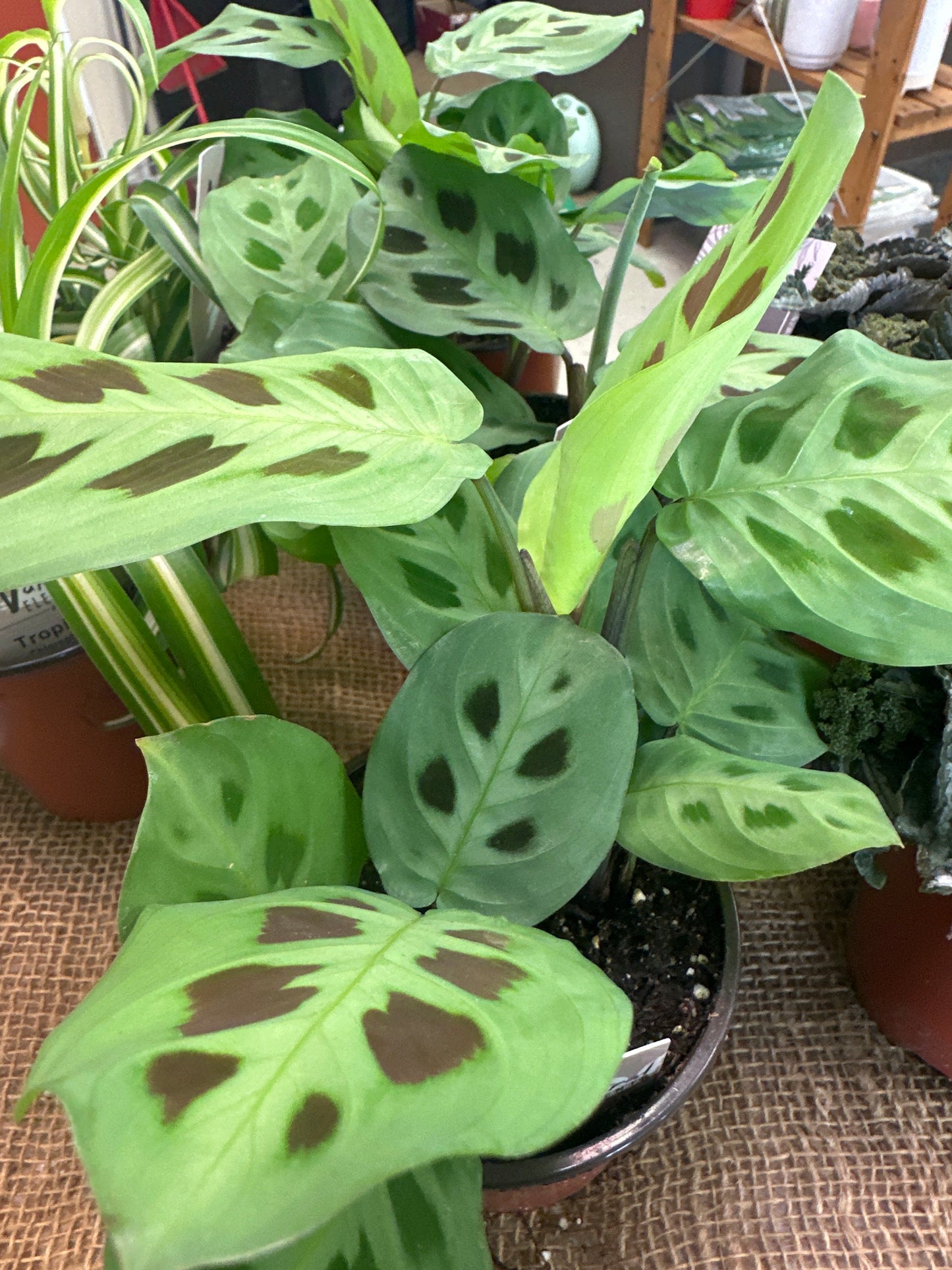 Assorted Maranta Plant (Calathea)